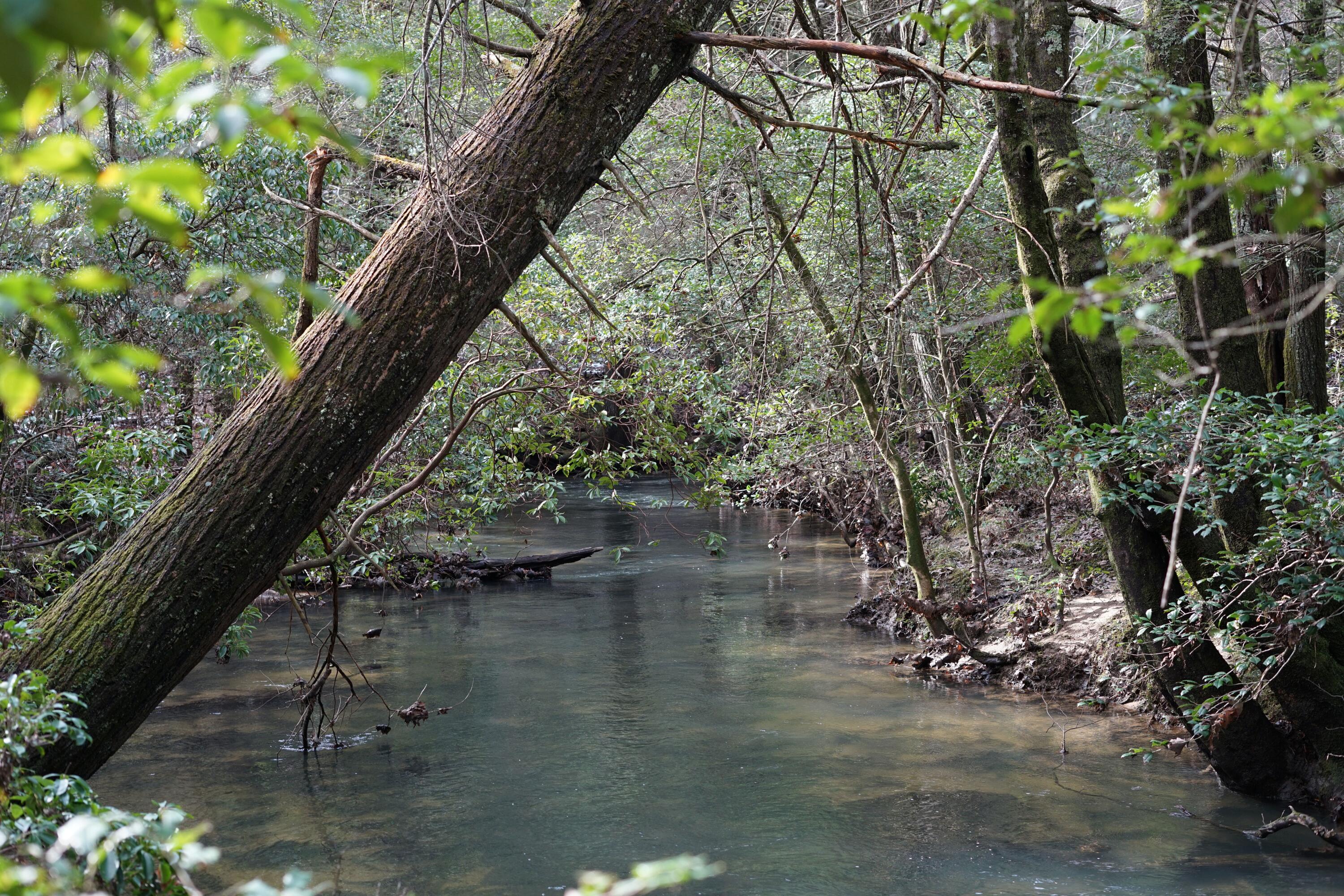 Lone Wolf Trail, Spencer, Tennessee image 3