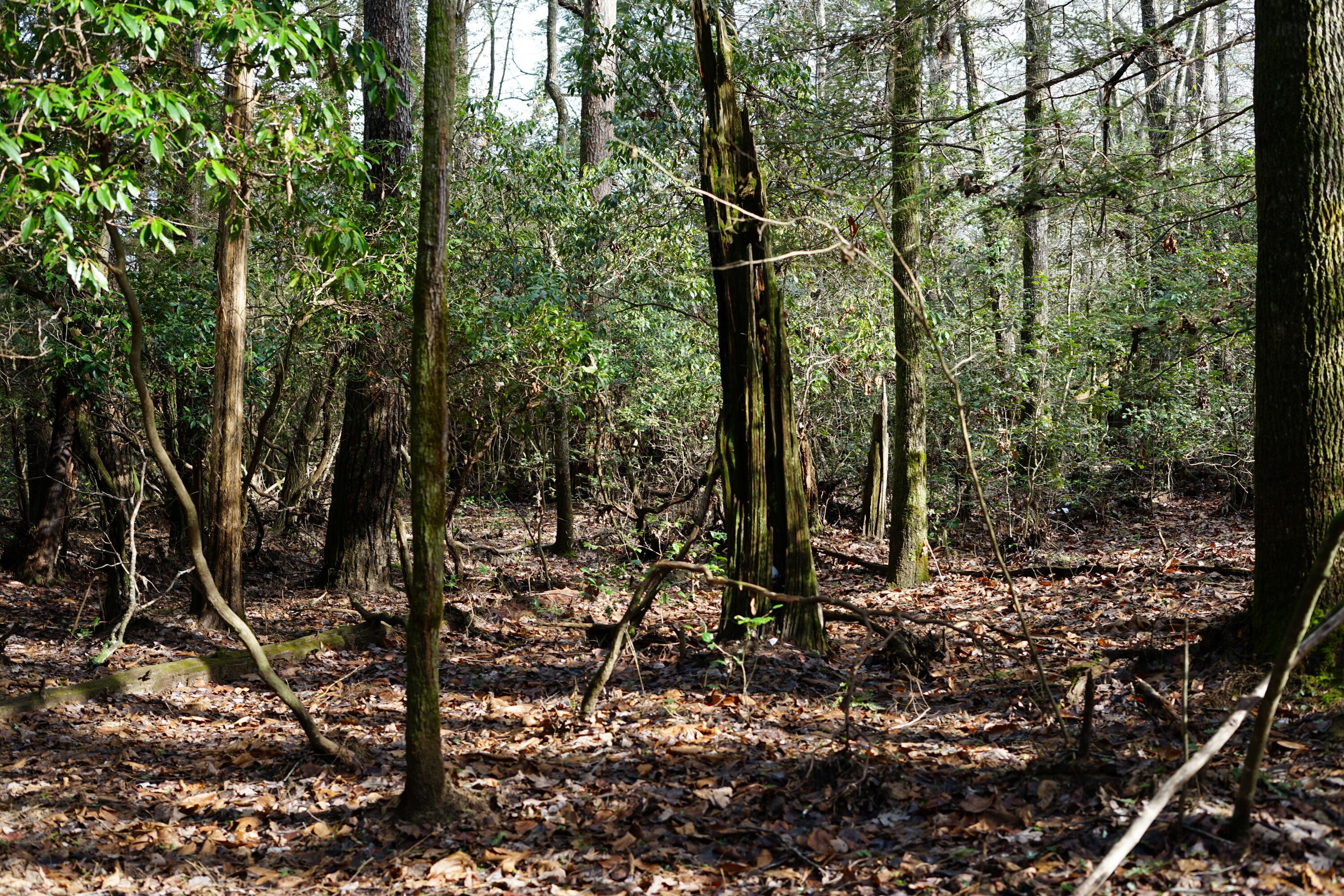 Lone Wolf Trail, Spencer, Tennessee image 4