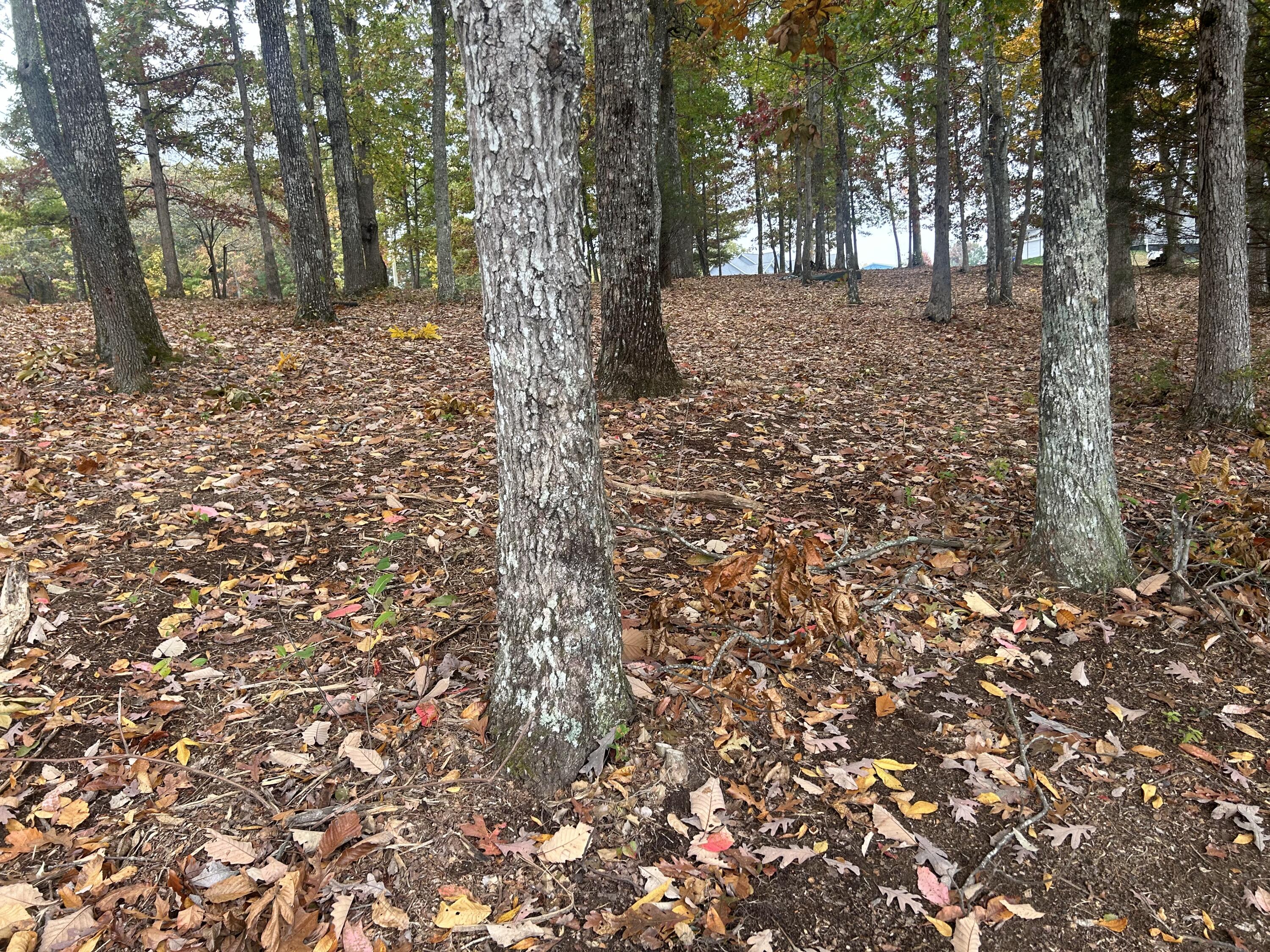 Kerry Lane, Soddy Daisy, Tennessee image 8