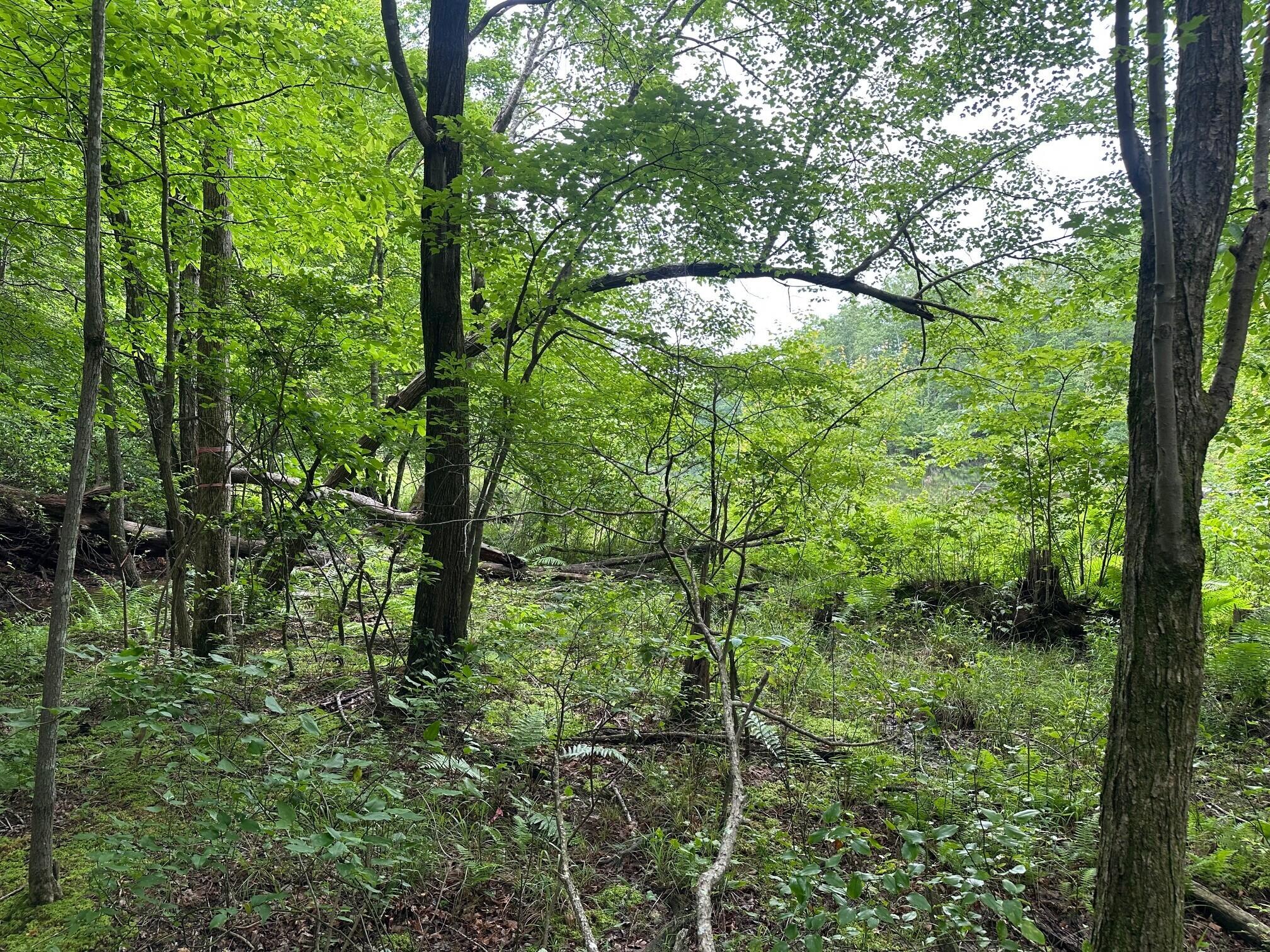 Lot 72 Water View Lane #72, Monteagle, Tennessee image 13
