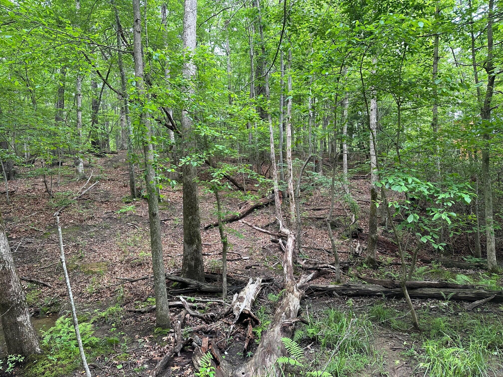 Lot 72 Water View Lane #72, Monteagle, Tennessee image 6