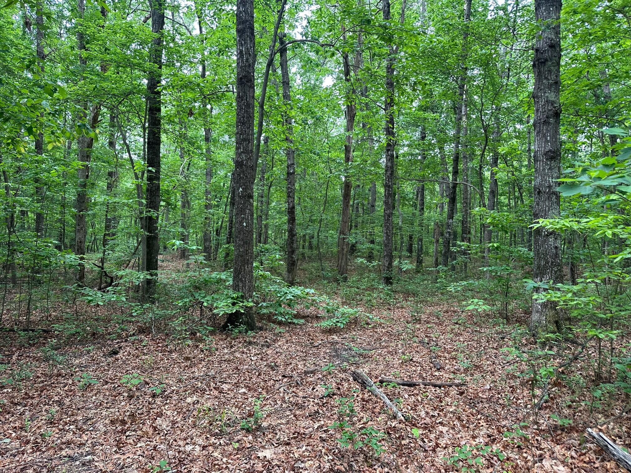 Lot 72 Water View Lane #72, Monteagle, Tennessee image 22