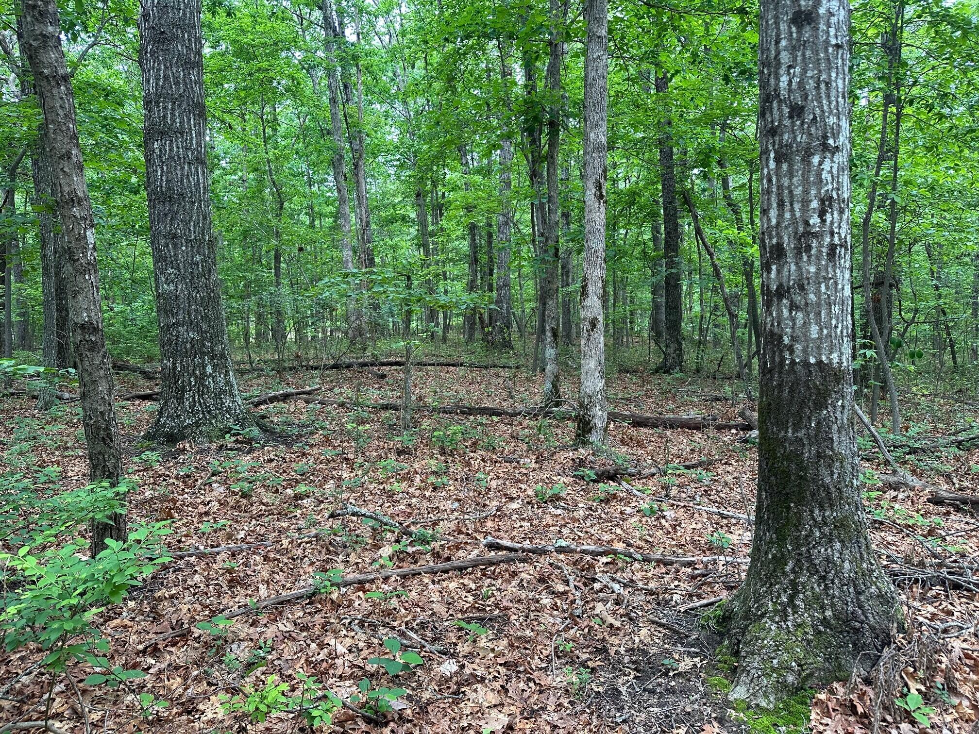 Lot 72 Water View Lane #72, Monteagle, Tennessee image 5