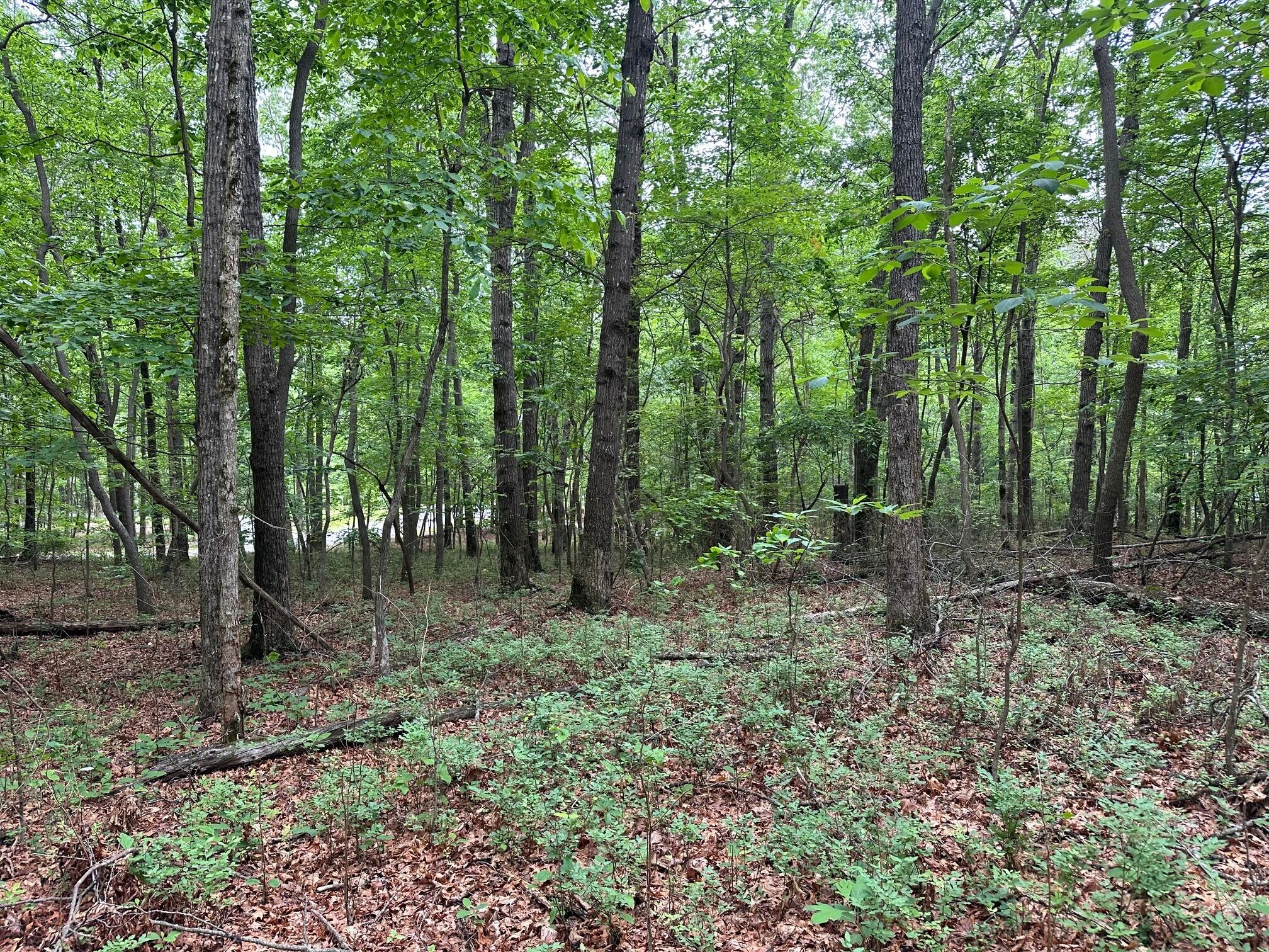 Lot 72 Water View Lane #72, Monteagle, Tennessee image 25