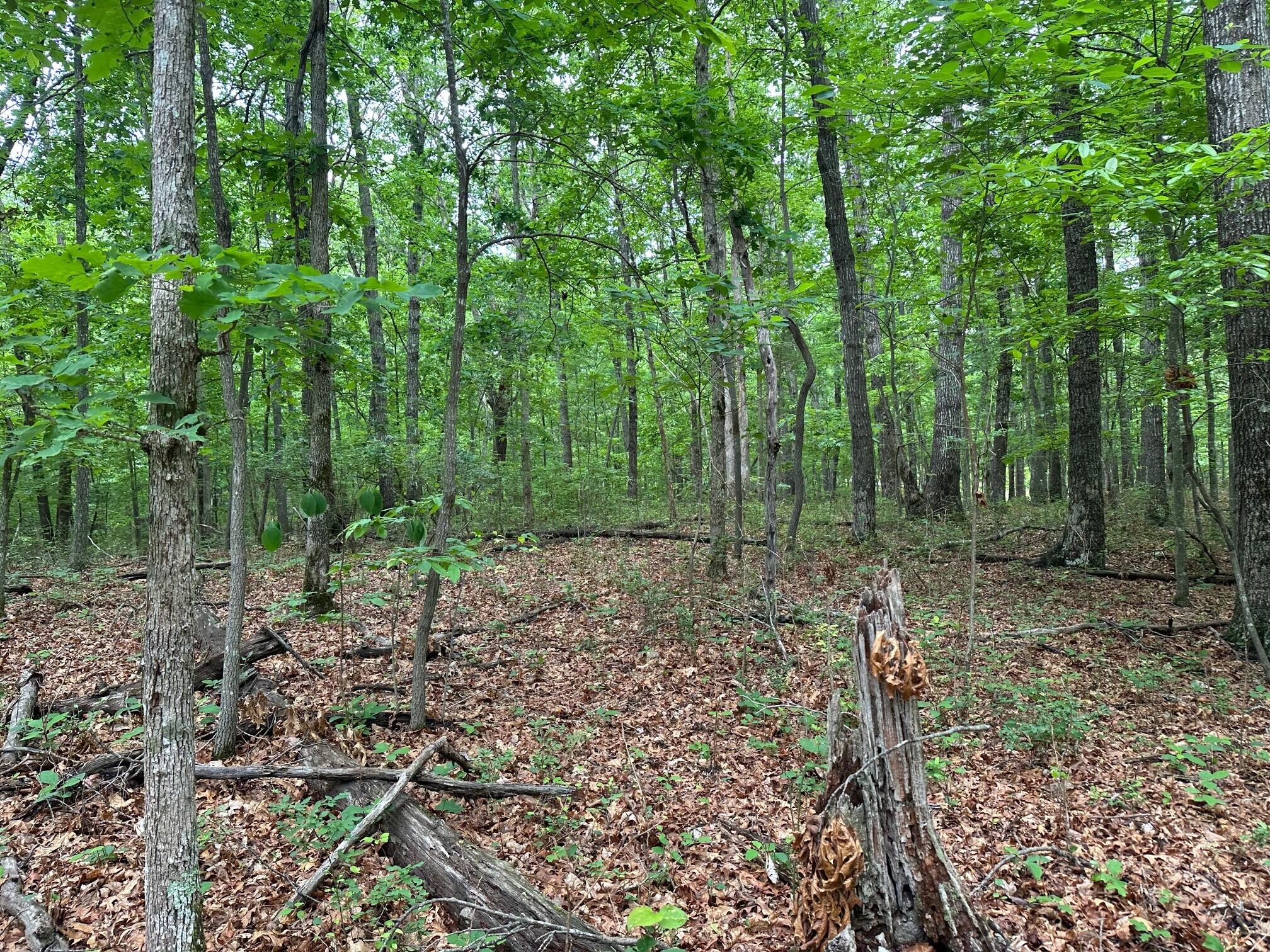 Lot 72 Water View Lane #72, Monteagle, Tennessee image 23