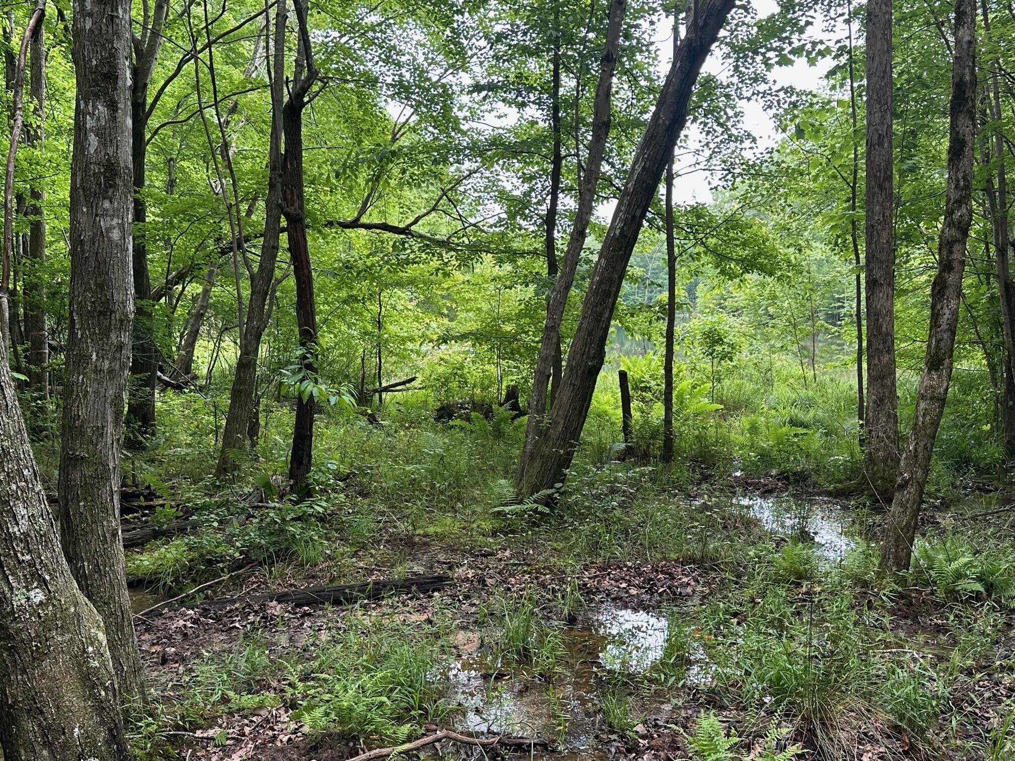 Lot 72 Water View Lane #72, Monteagle, Tennessee image 12