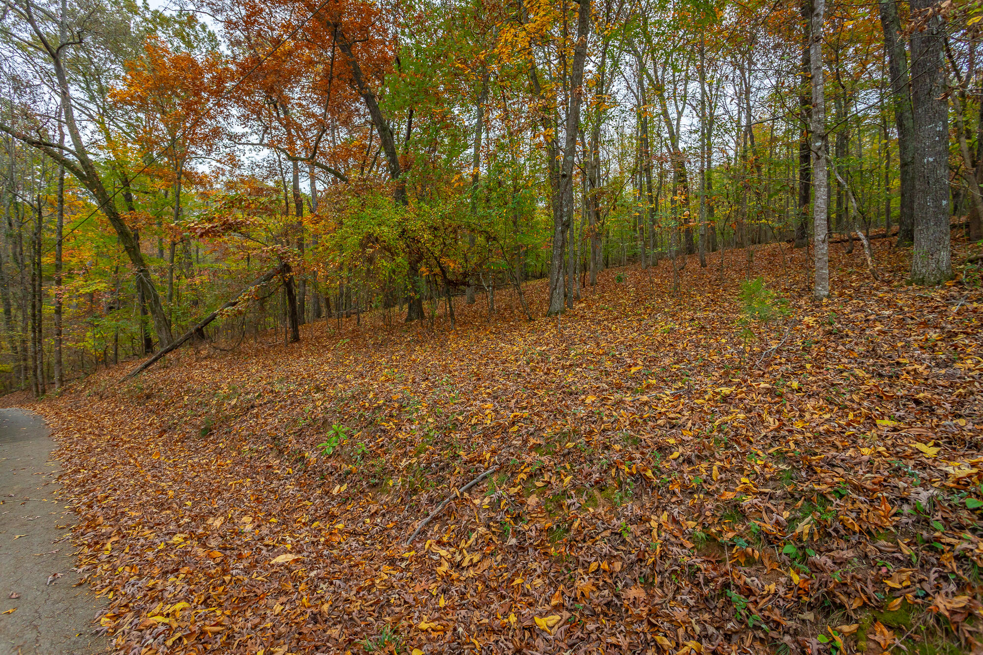 N/A Torbett Road, Spring City, Tennessee image 10