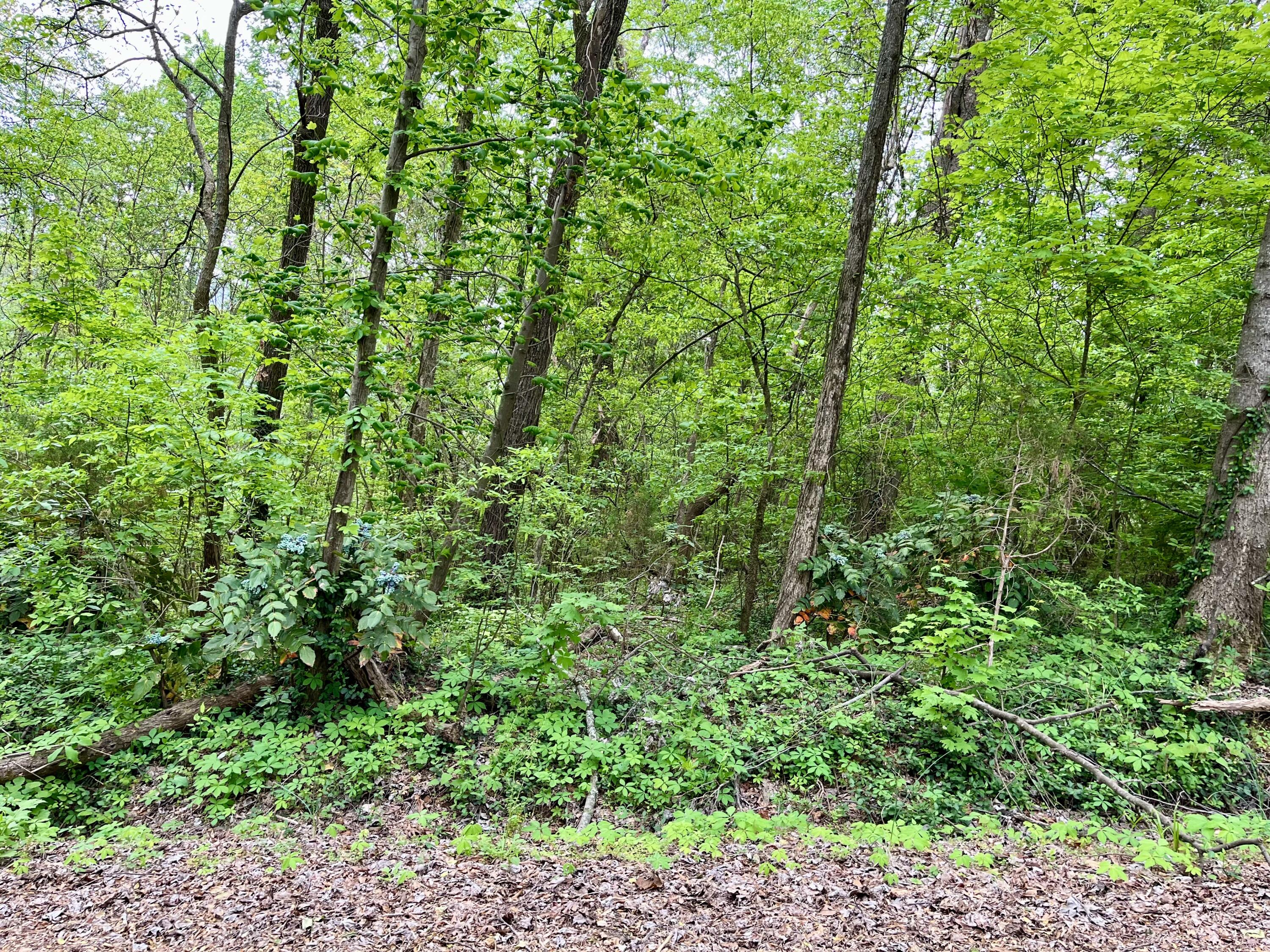 Lot 21 Omega Drive, Whitwell, Tennessee image 2