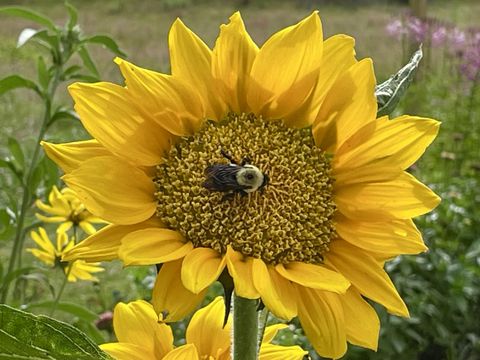 Tiny photo for 2208 Poe Road, Soddy Daisy, TN 37379 (MLS # 1528169)