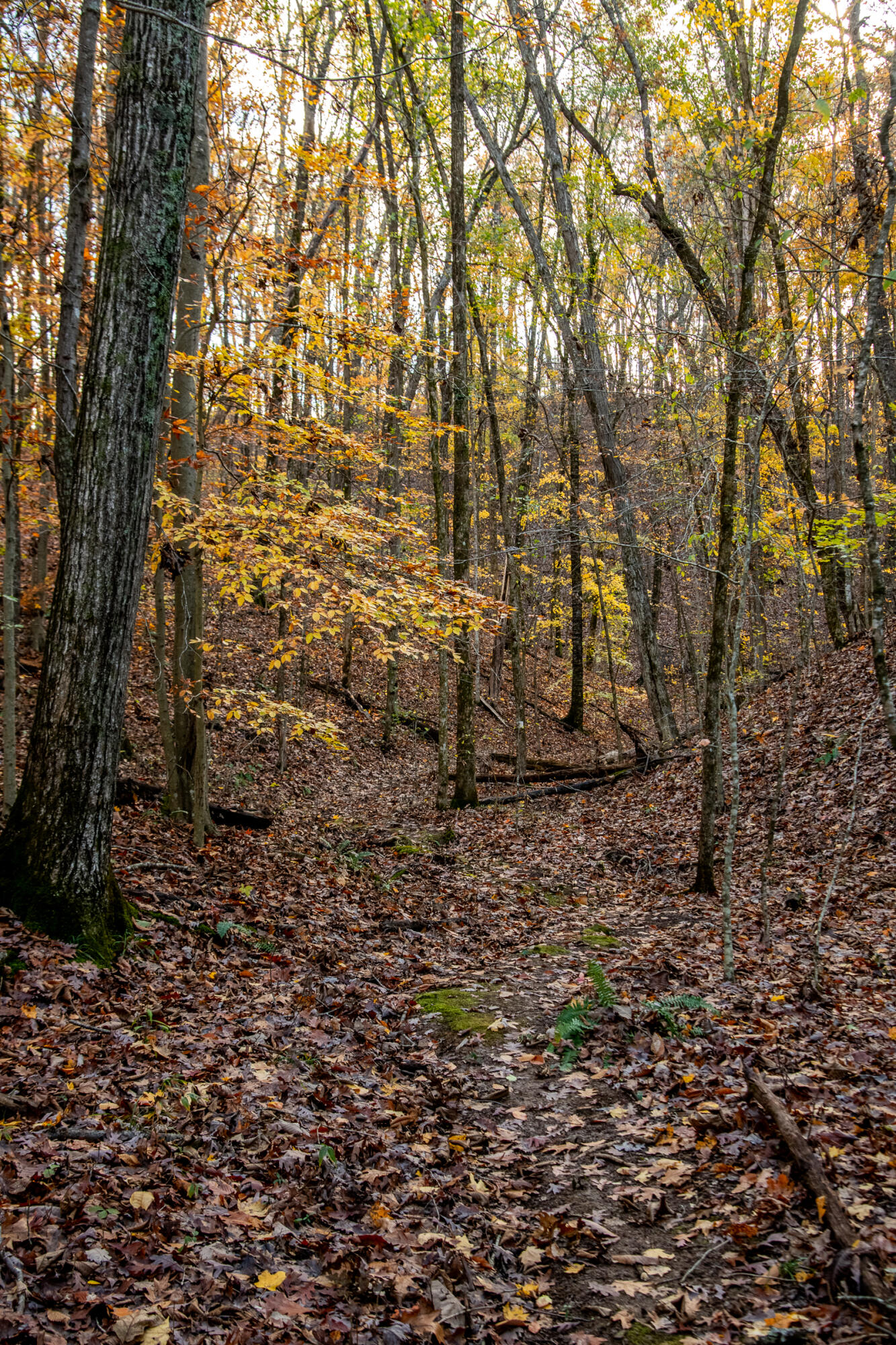 Cherokee Knoll, Chickamauga, Georgia image 48