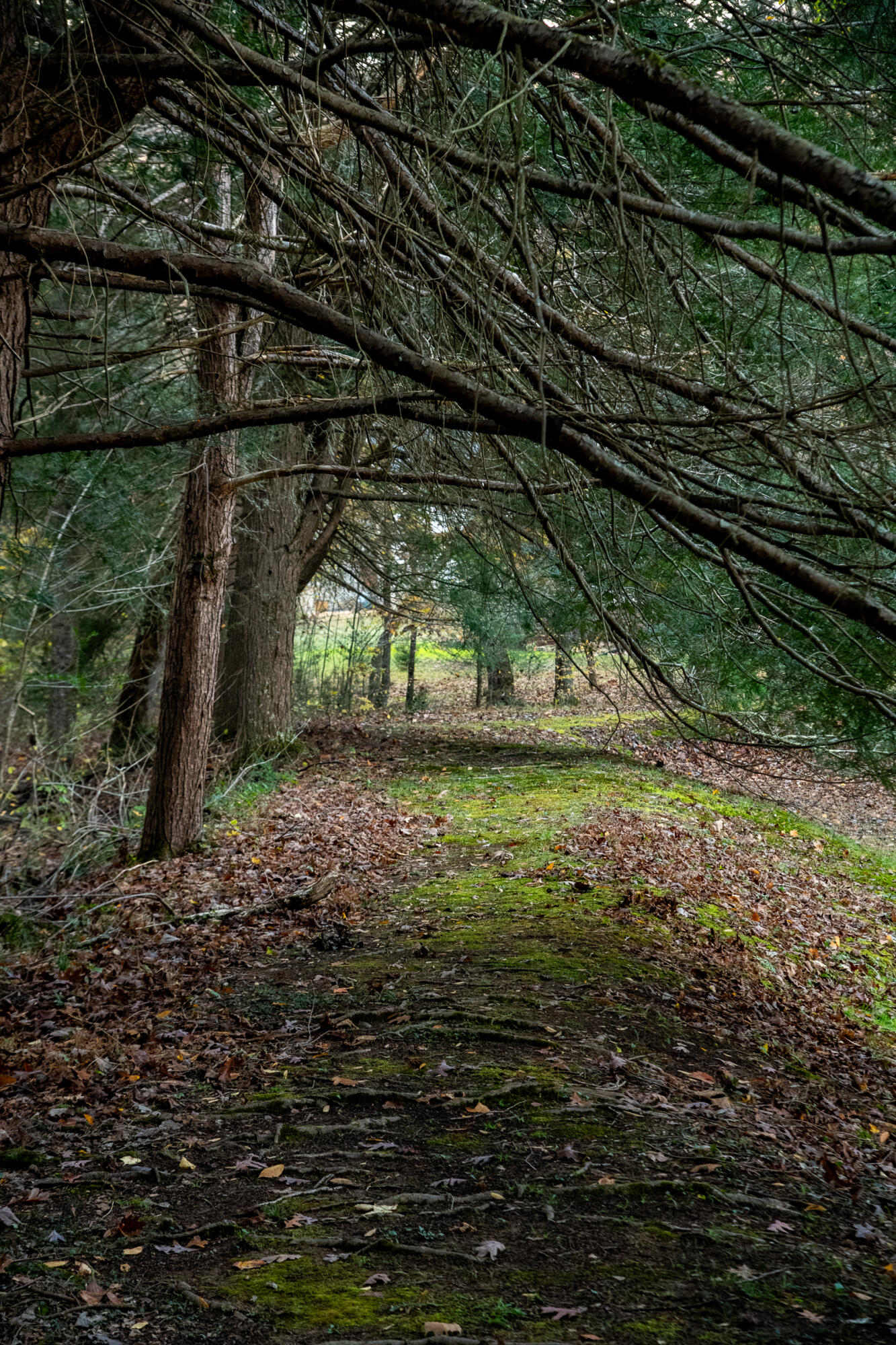 Cherokee Knoll, Chickamauga, Georgia image 46
