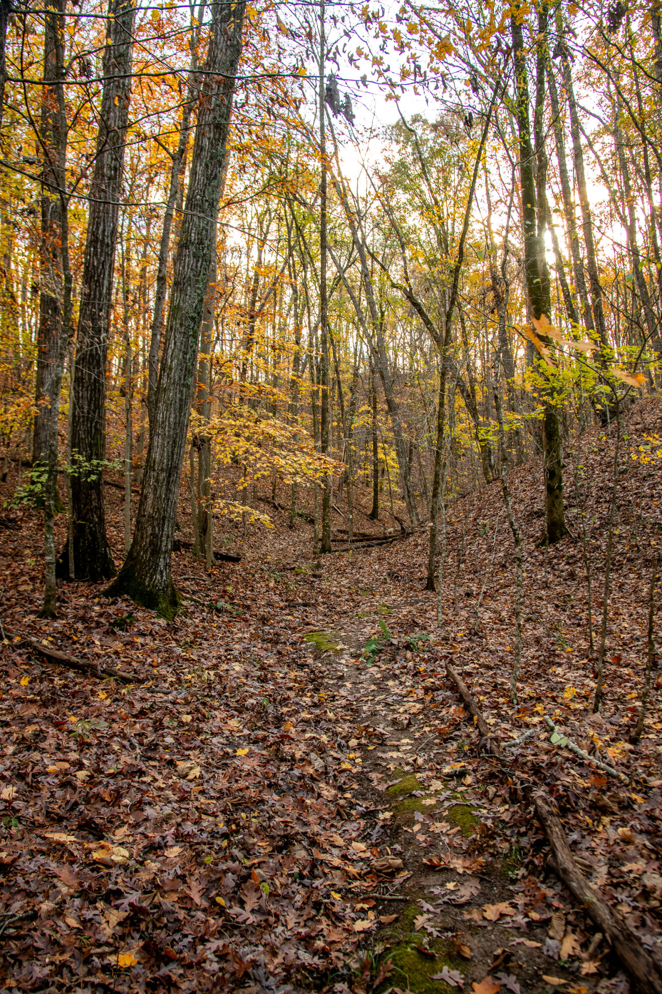 Cherokee Knoll, Chickamauga, Georgia image 47