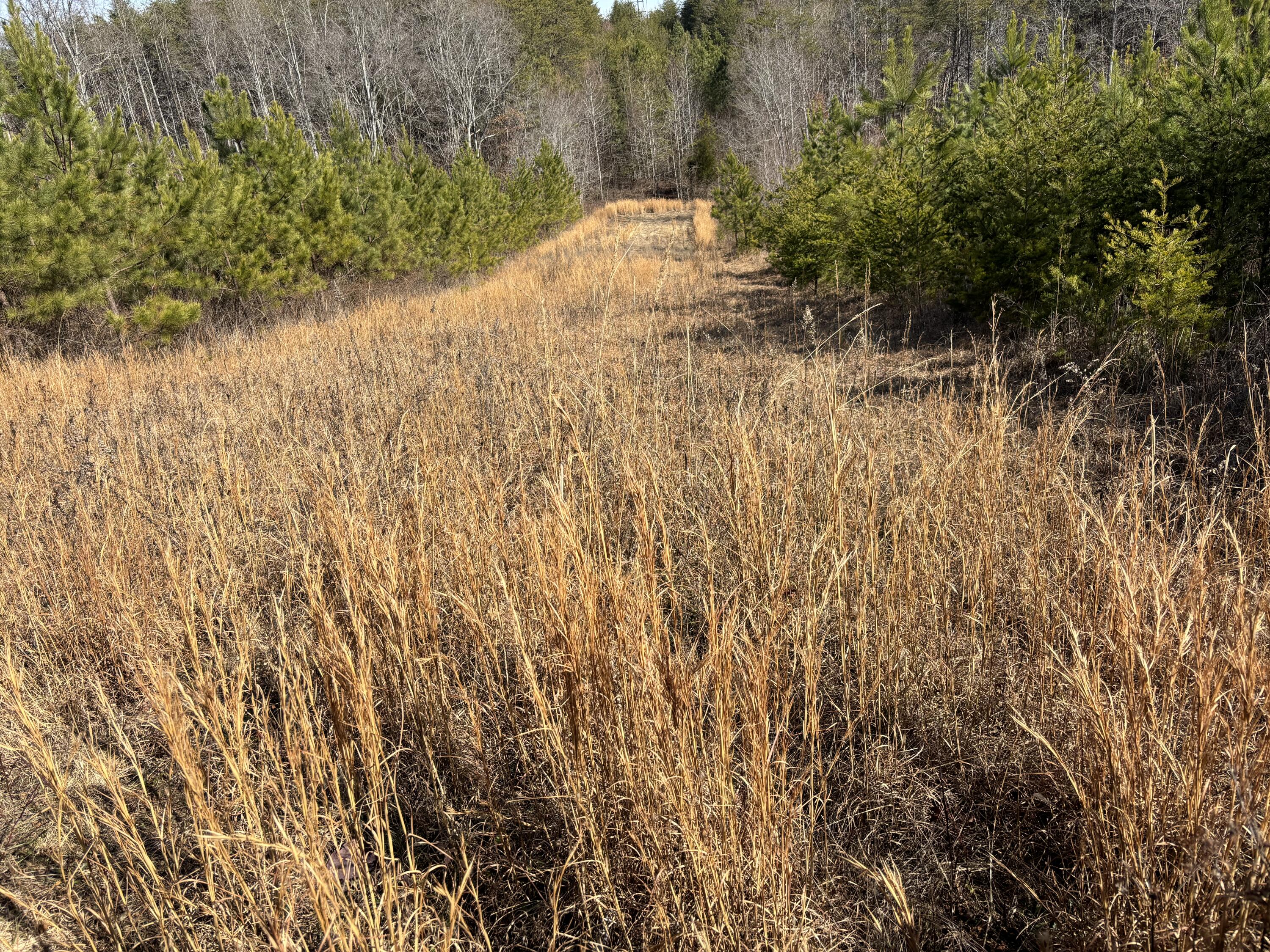 Vaughn Mill Road, Evensville, Tennessee image 21