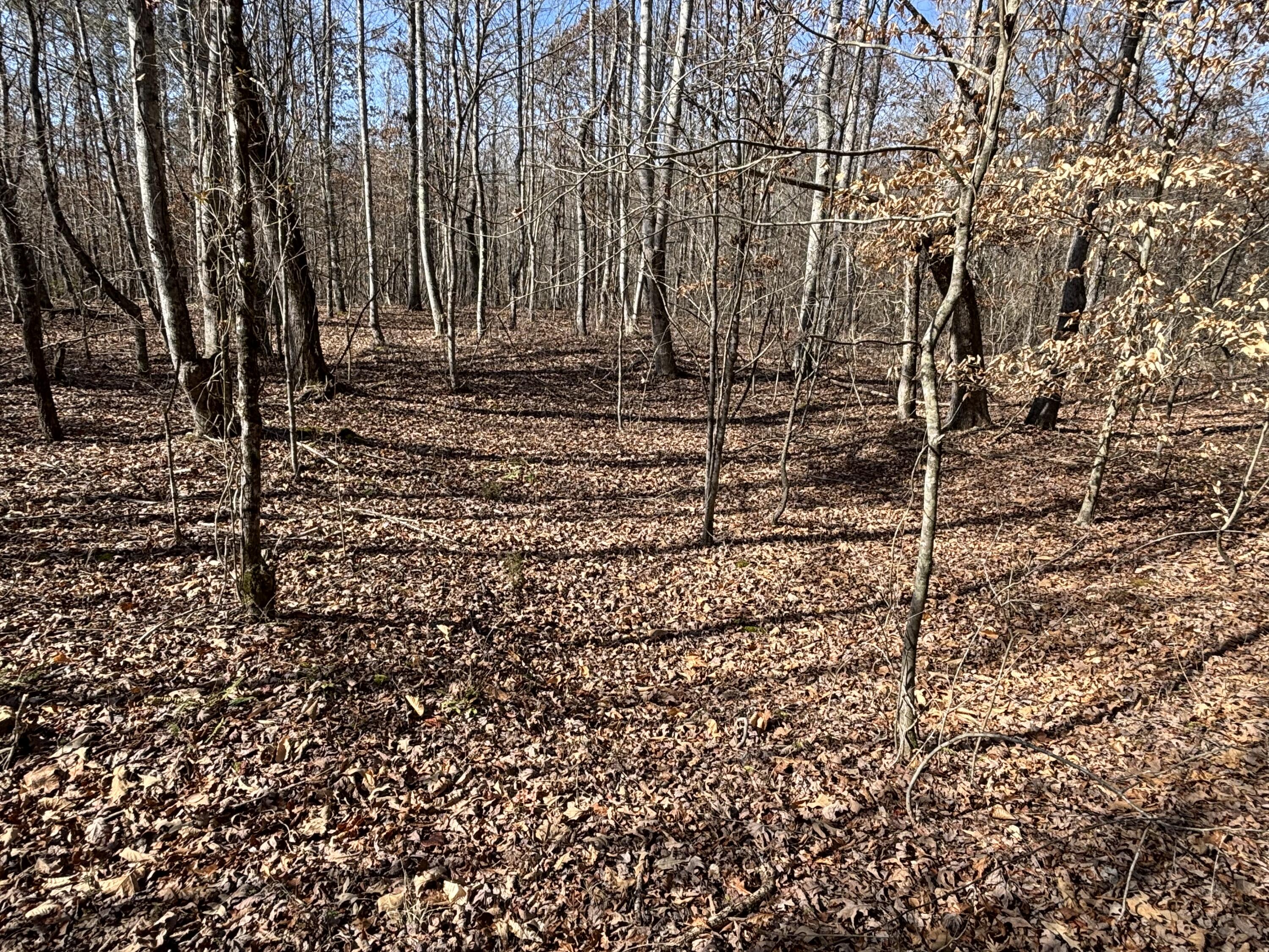 Vaughn Mill Road, Evensville, Tennessee image 6