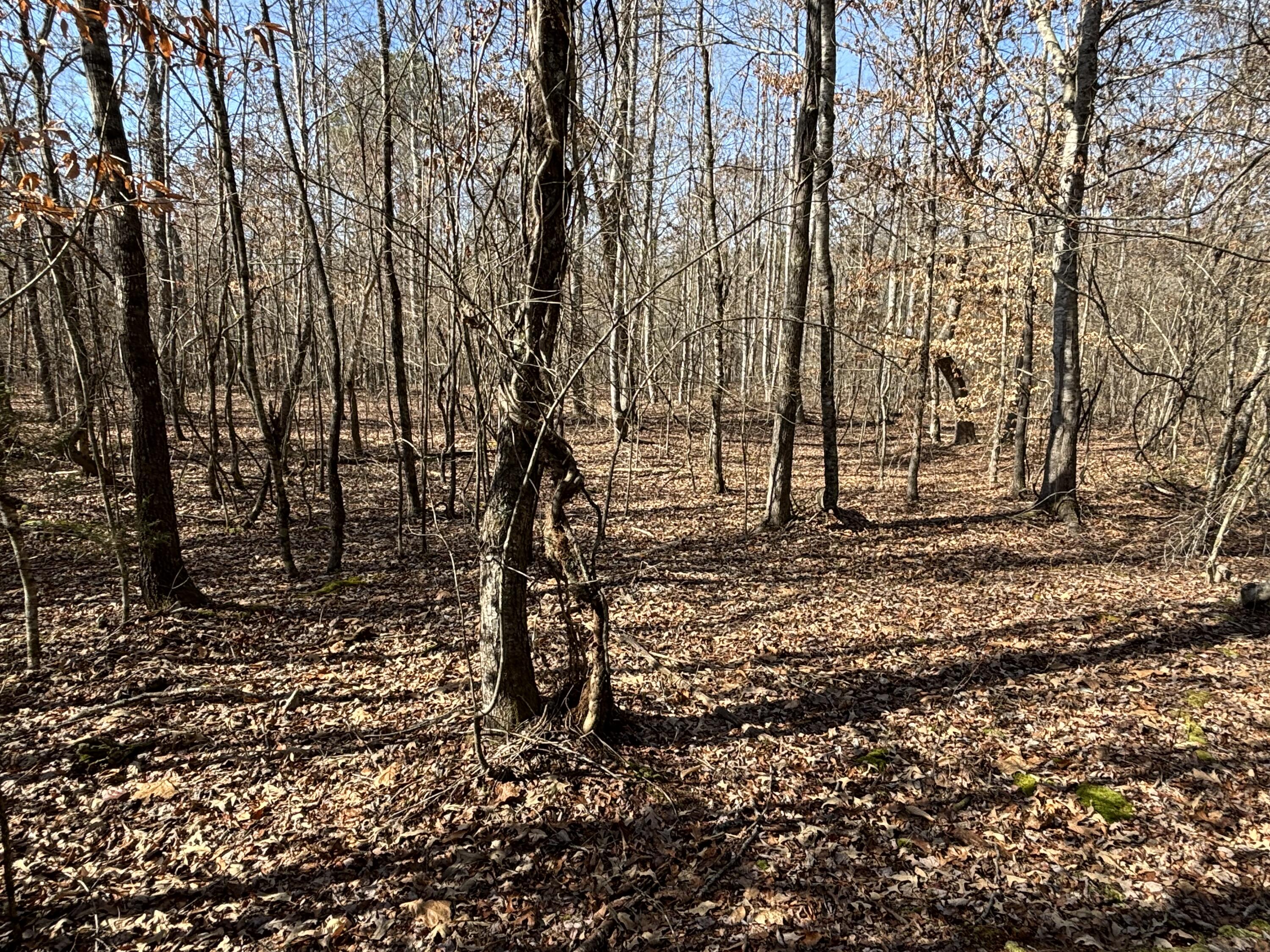 Vaughn Mill Road, Evensville, Tennessee image 4