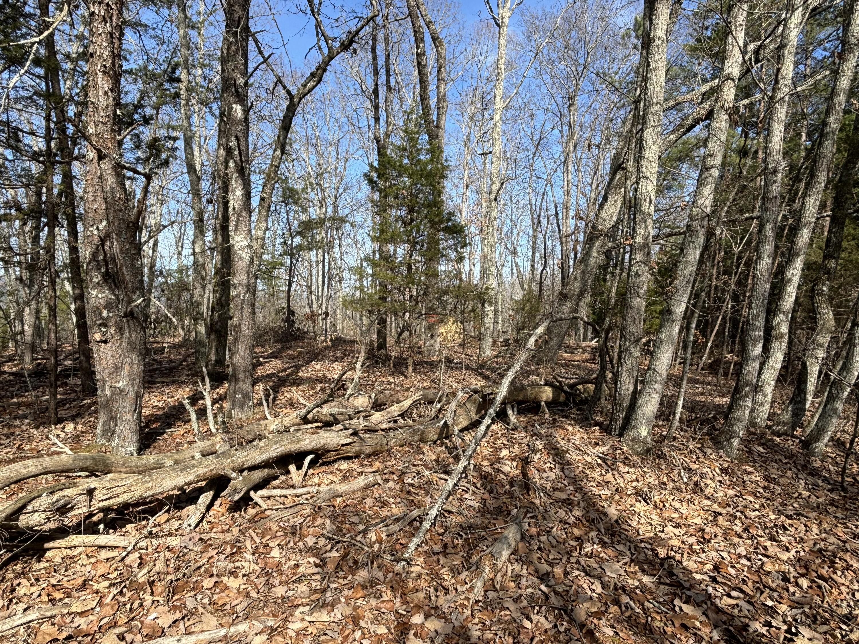 Vaughn Mill Road, Evensville, Tennessee image 9