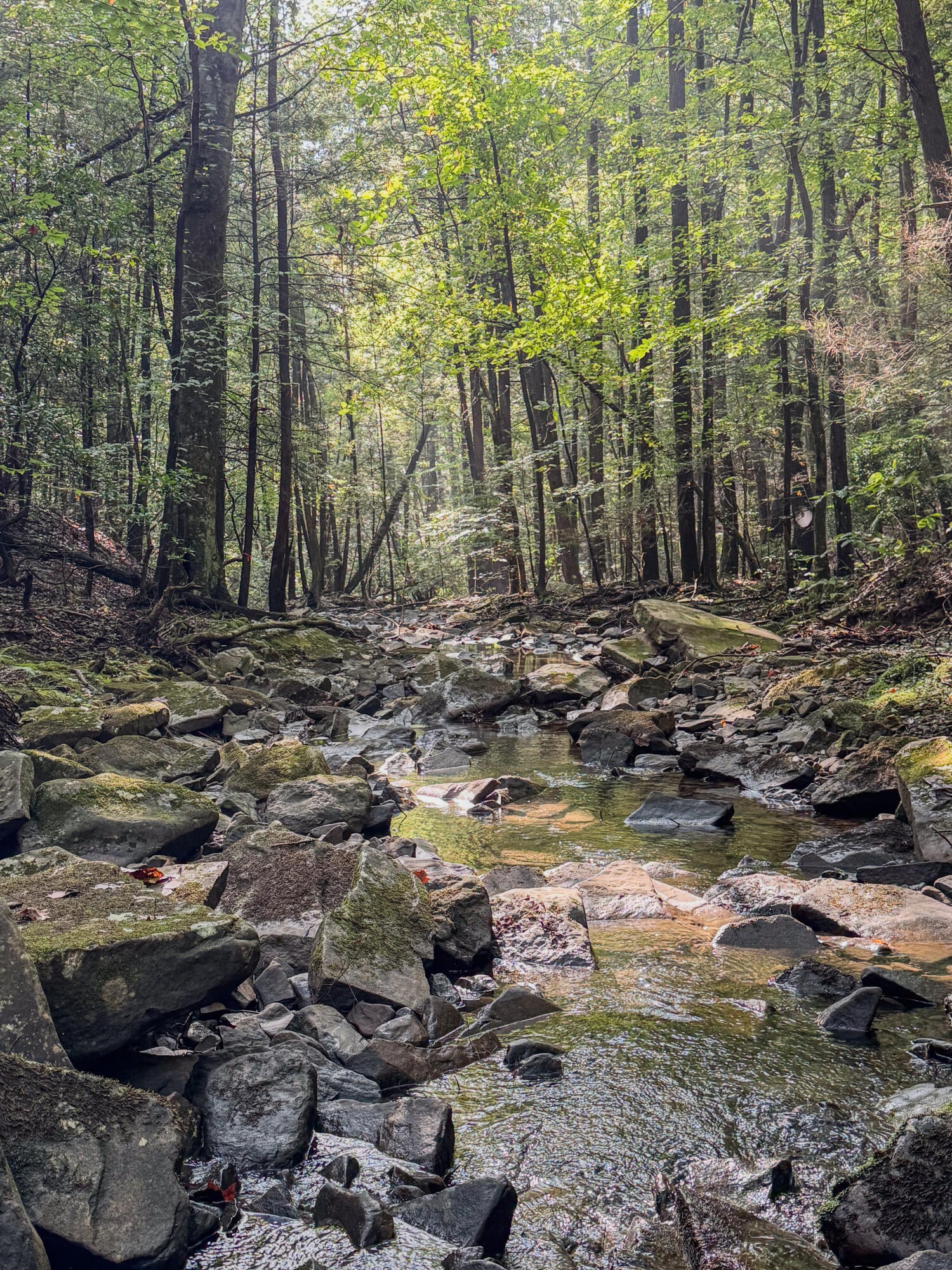 000 Tall Tree Trail 412