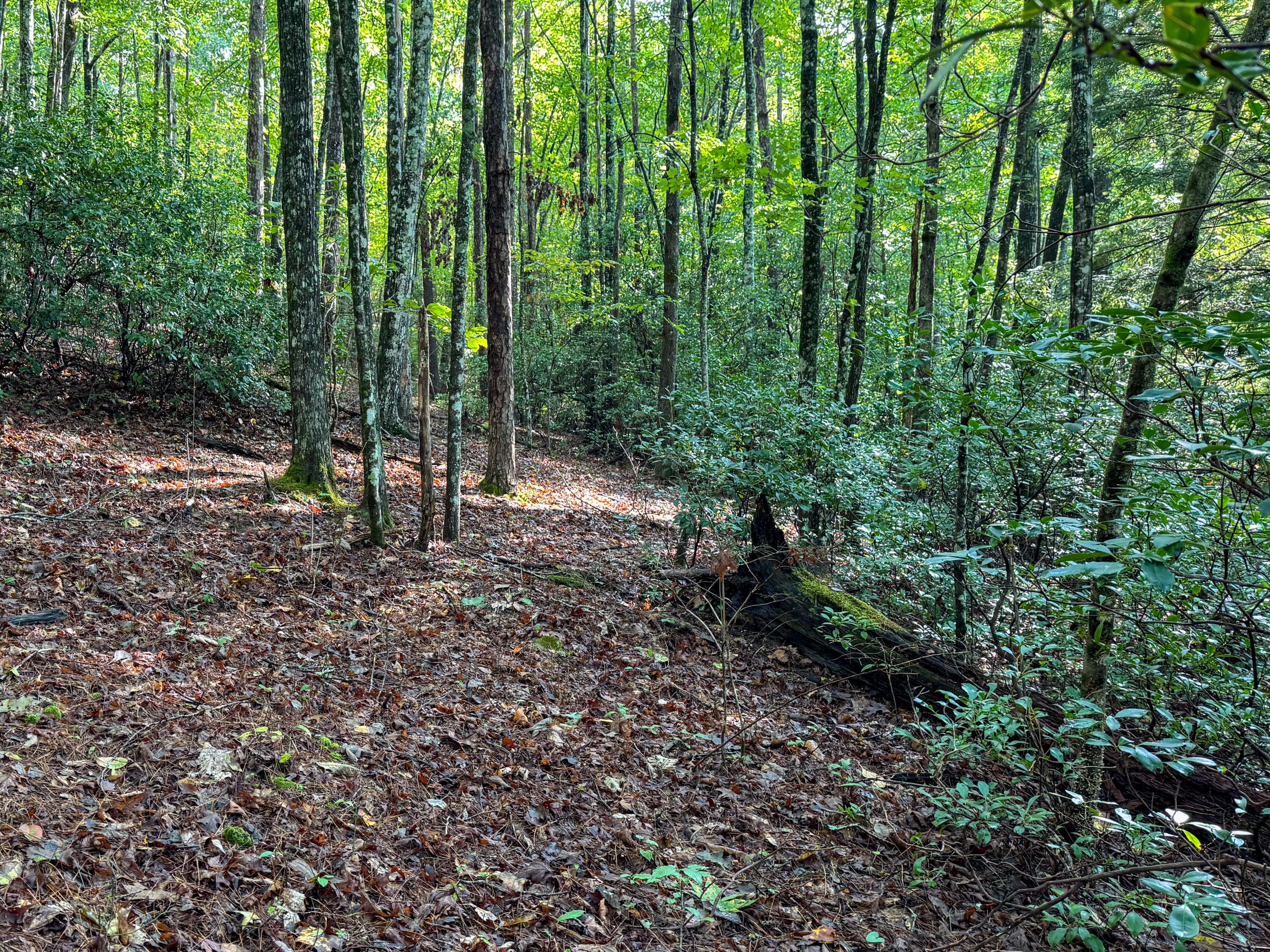 000 Tall Tree Trail 412