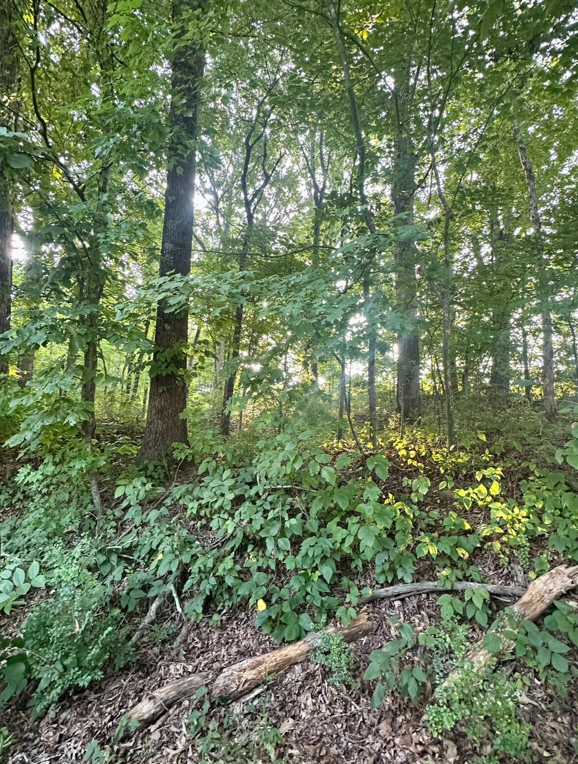 1ac Reed Strickland Lane, Spring City, Tennessee image 2