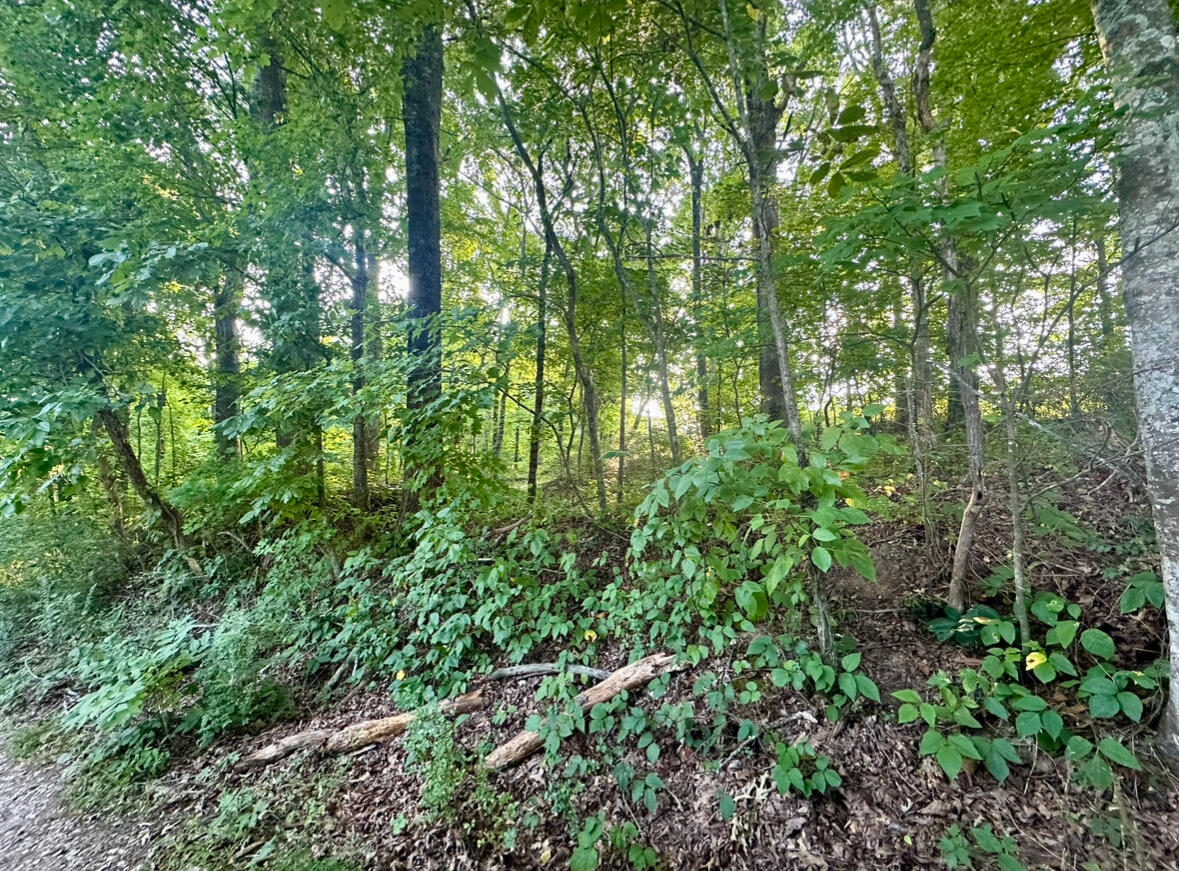 1ac Reed Strickland Lane, Spring City, Tennessee image 9