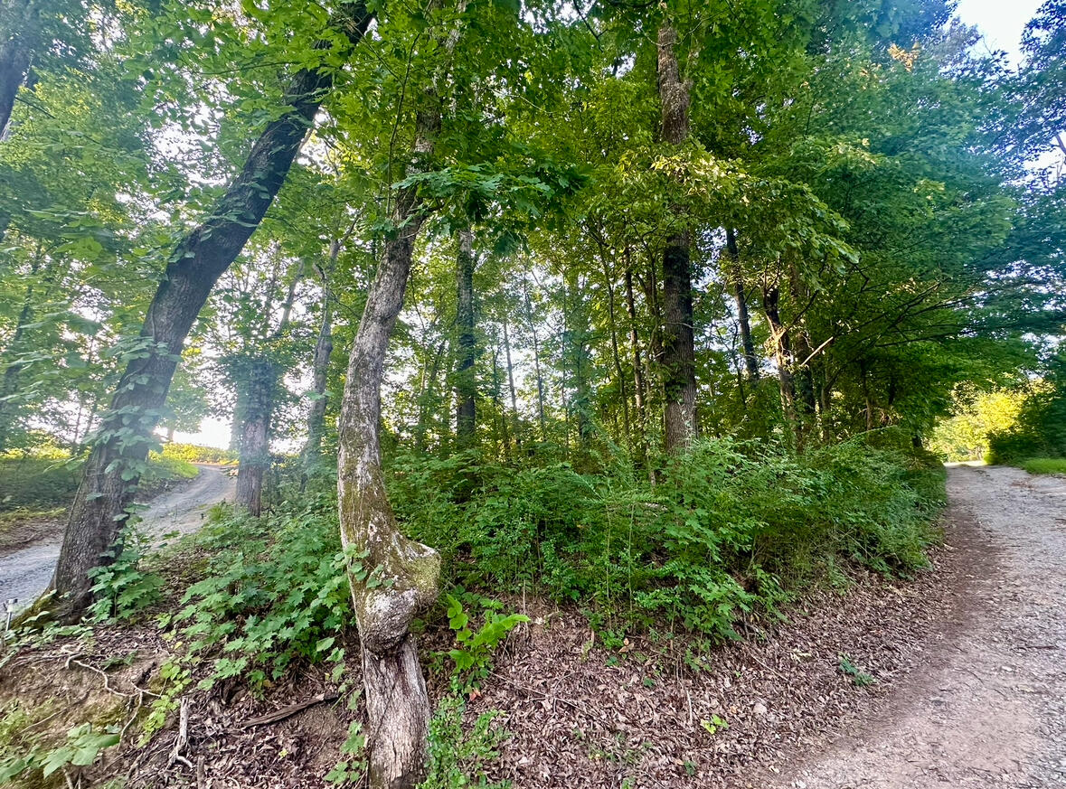 1ac Reed Strickland Lane, Spring City, Tennessee image 8