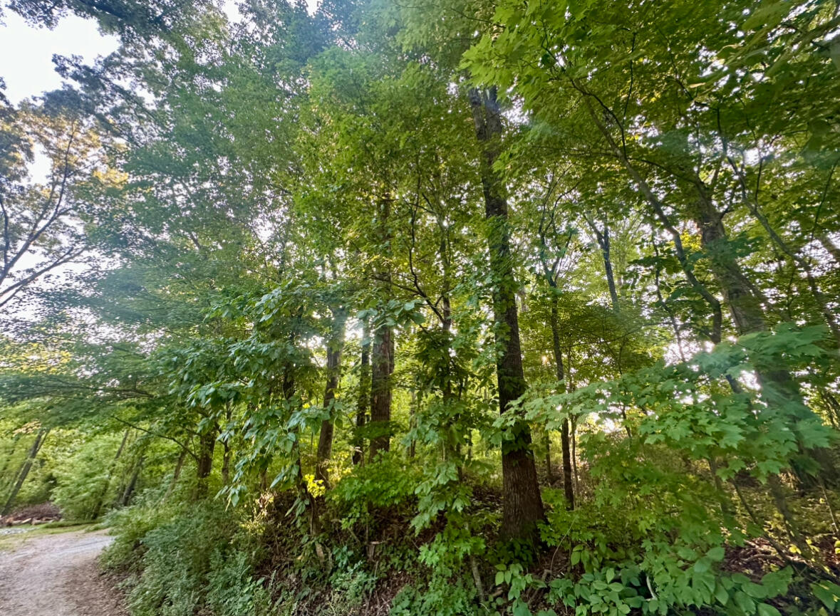 1ac Reed Strickland Lane, Spring City, Tennessee image 1