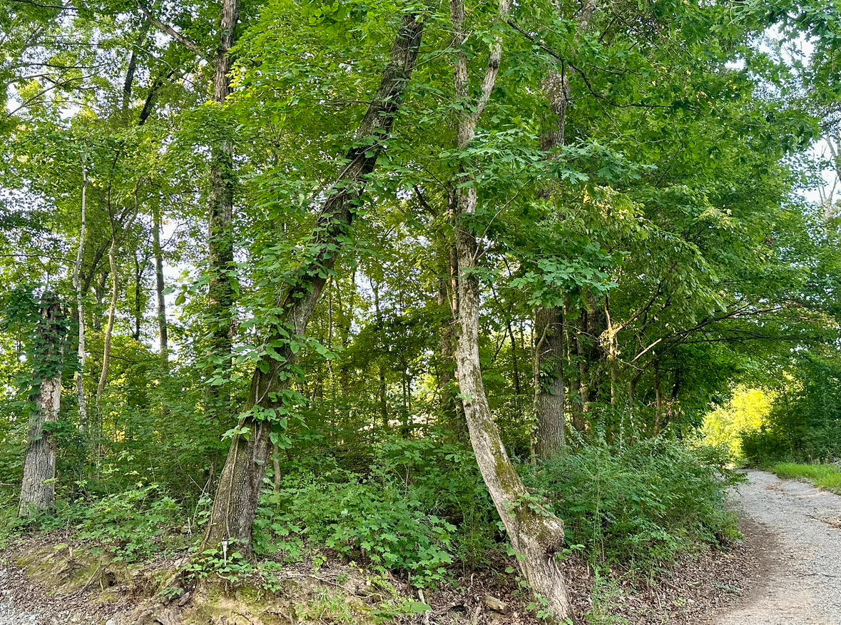 1ac Reed Strickland Lane, Spring City, Tennessee image 7