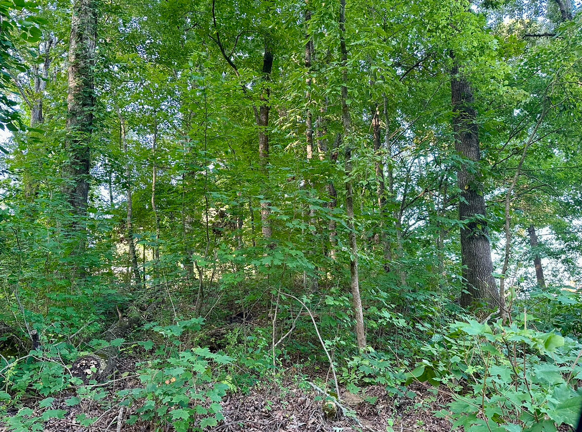 1ac Reed Strickland Lane, Spring City, Tennessee image 3