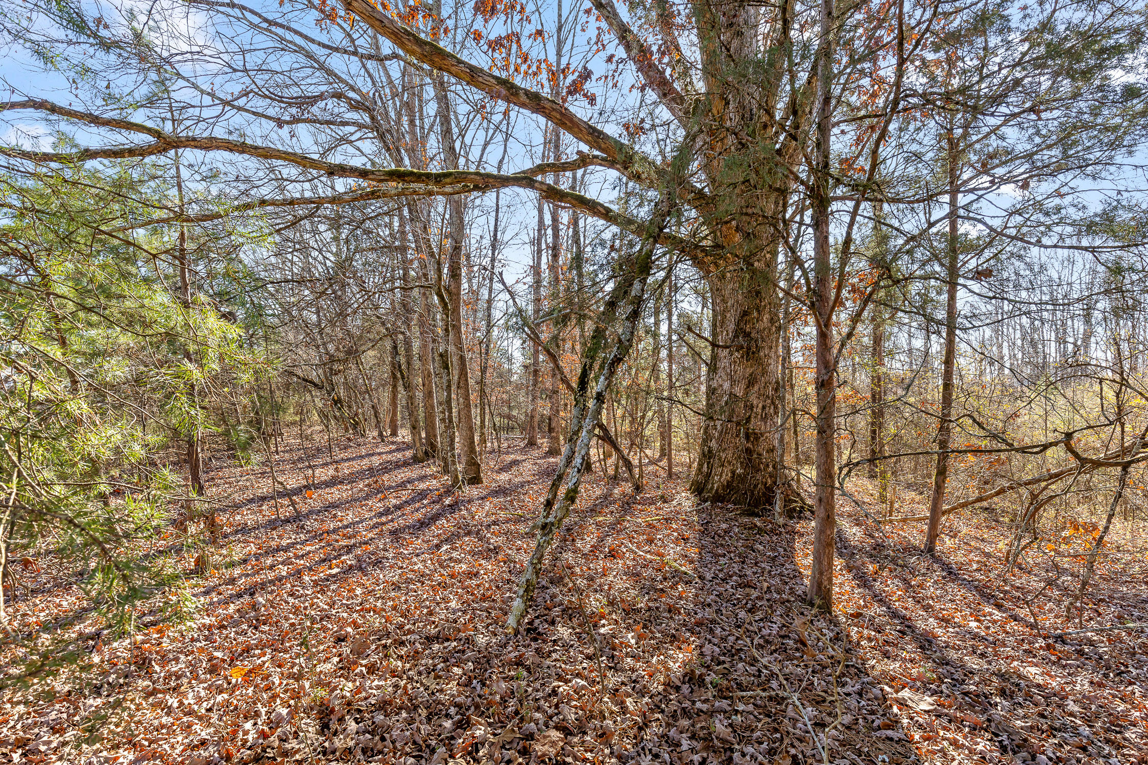 000 Blue Sky Drive #8 ACRE TRACT, Dayton, Tennessee image 7