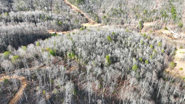 Ramsey Rd Road, Cosby, Tennessee image 50