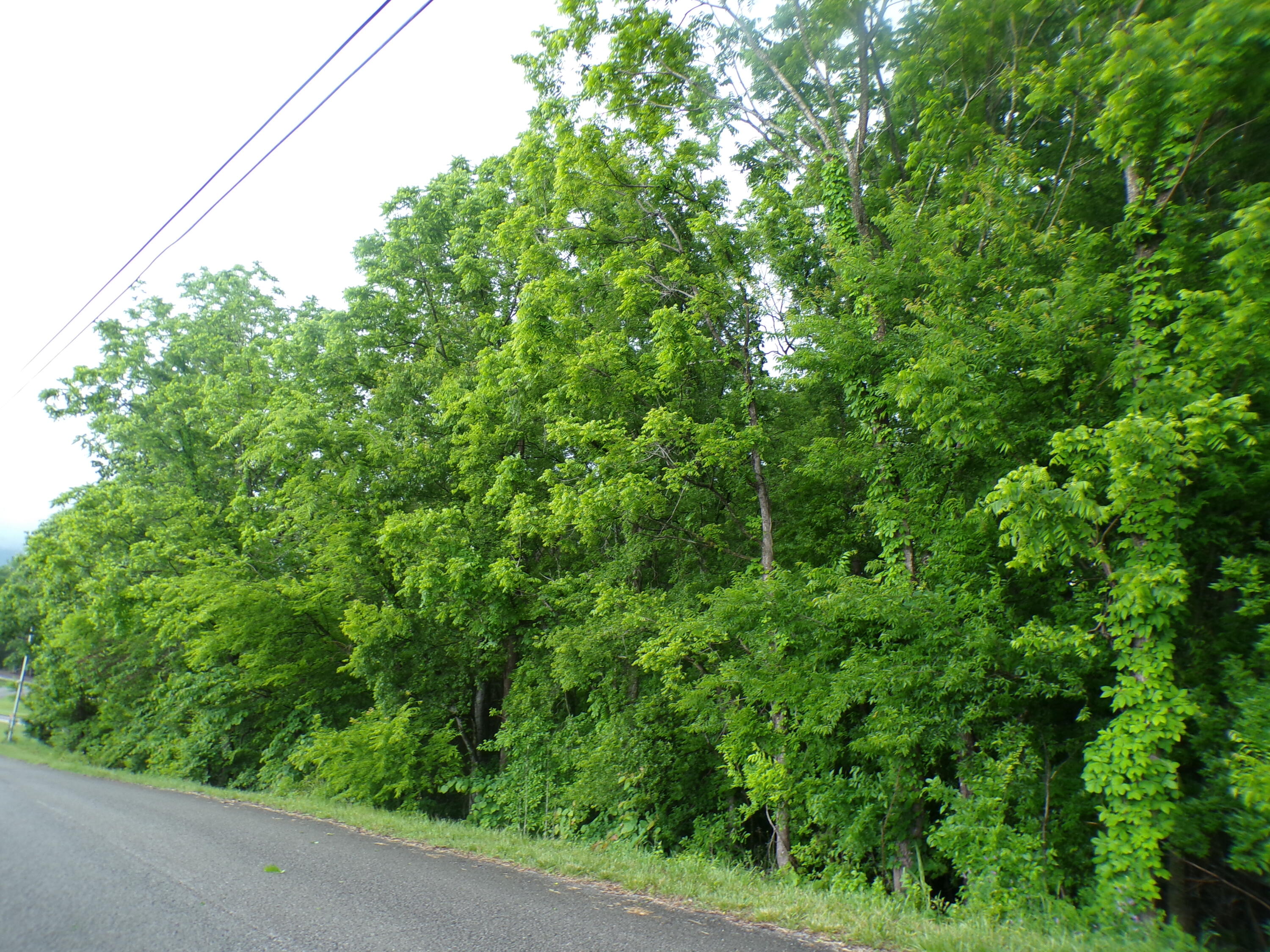 Ashley Lane #53, Dayton, Tennessee image 1