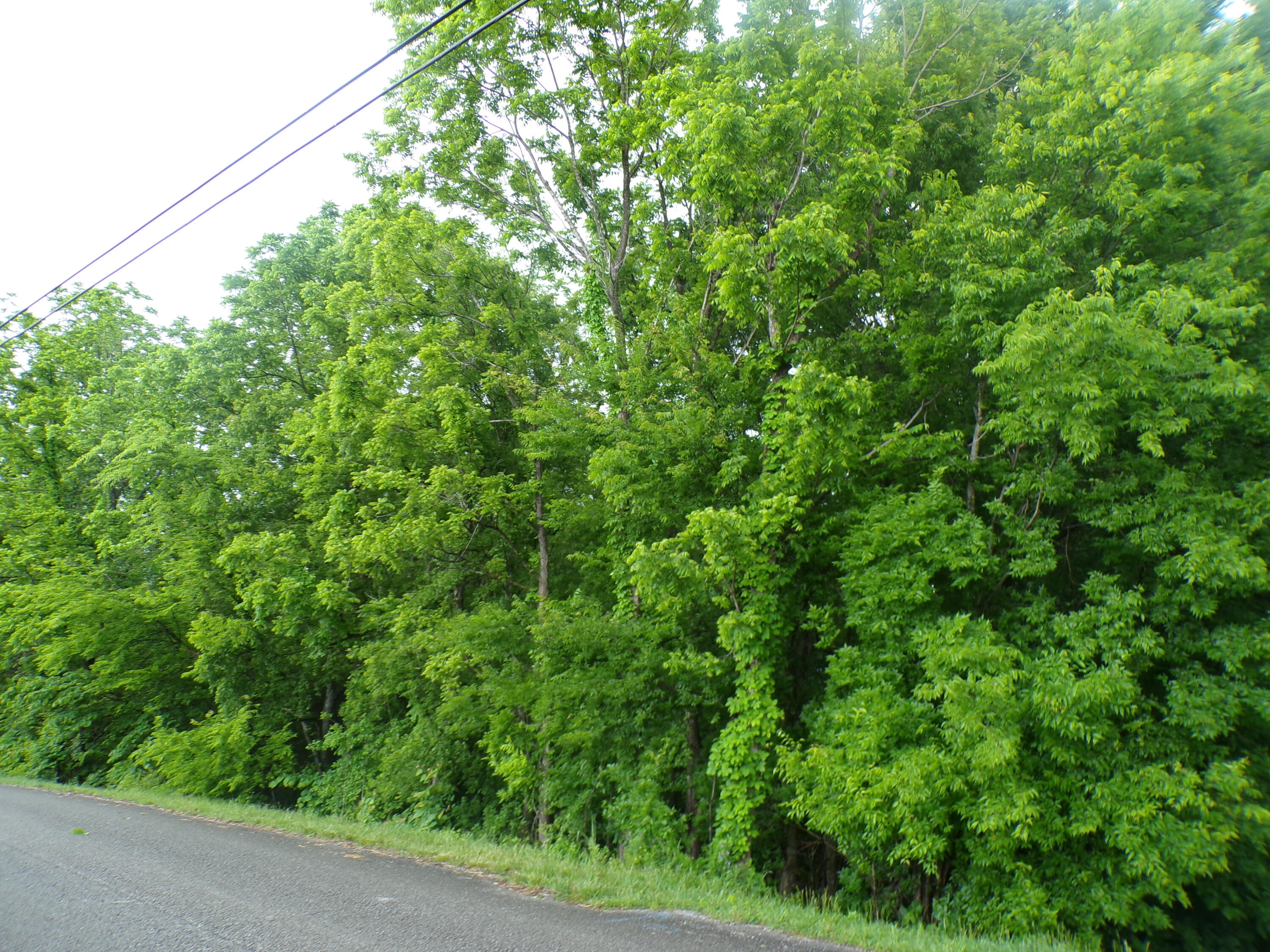 Ashley Lane #53, Dayton, Tennessee image 3