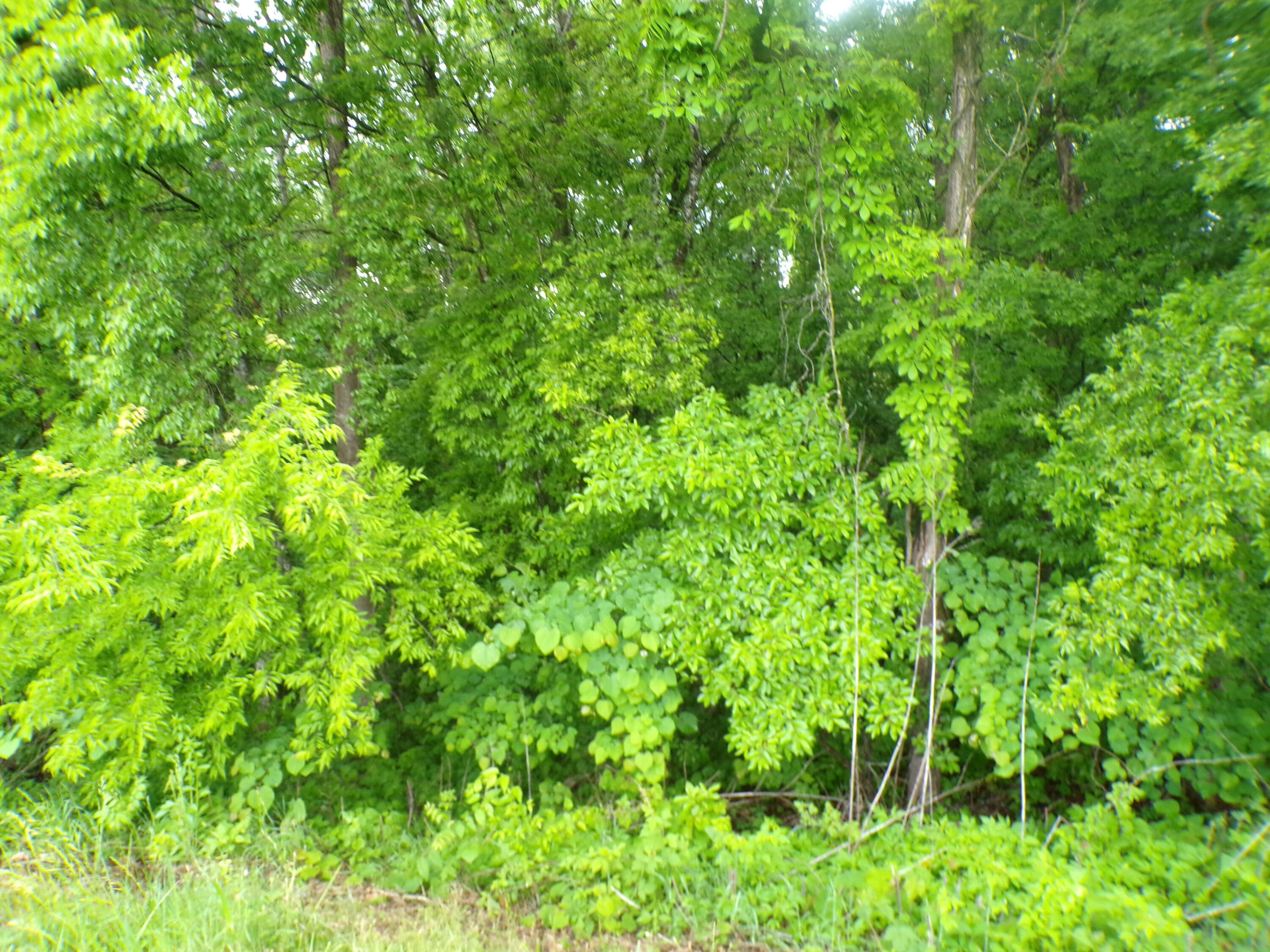 Ashley Lane #53, Dayton, Tennessee image 4