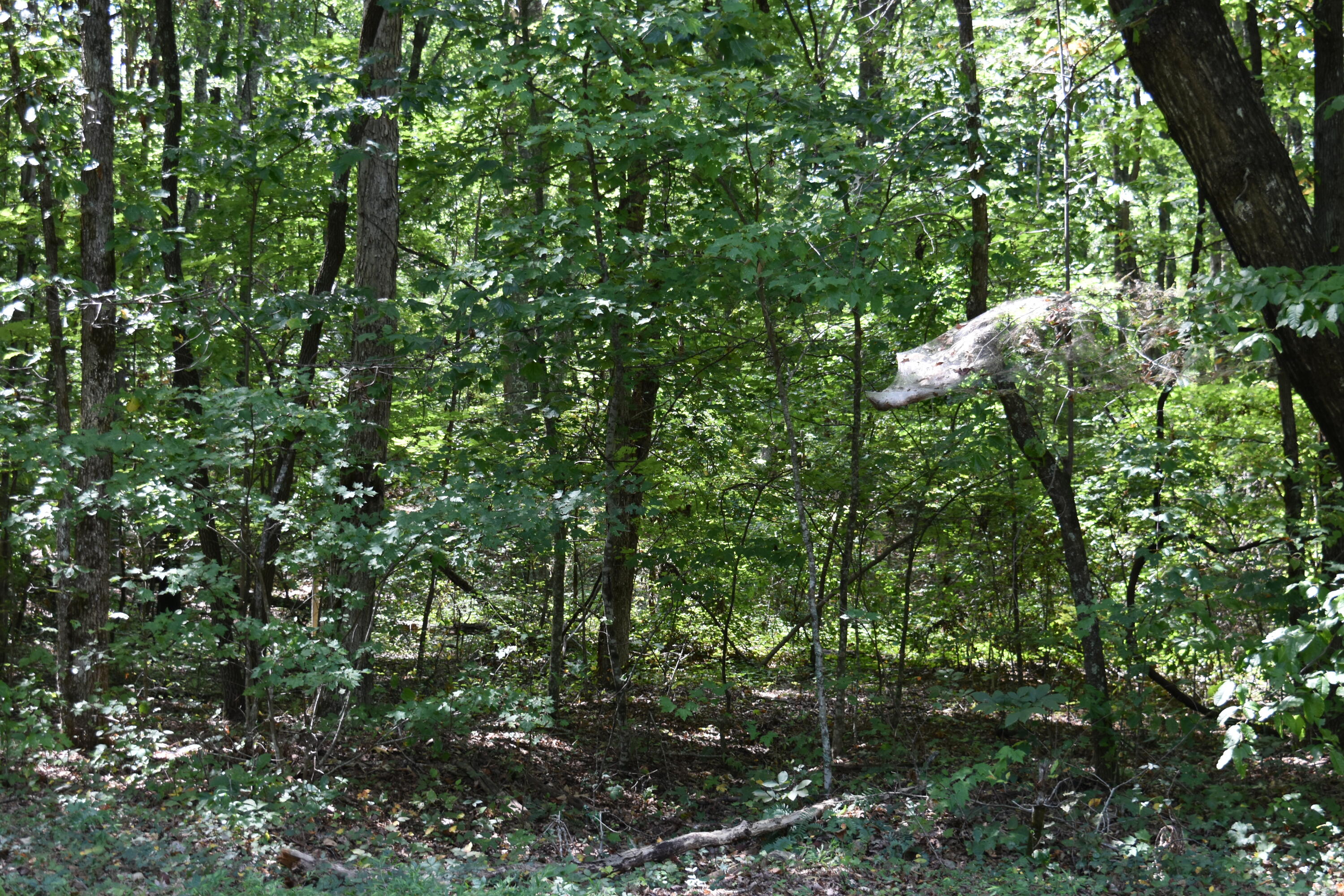 0 Lower Firetower Road