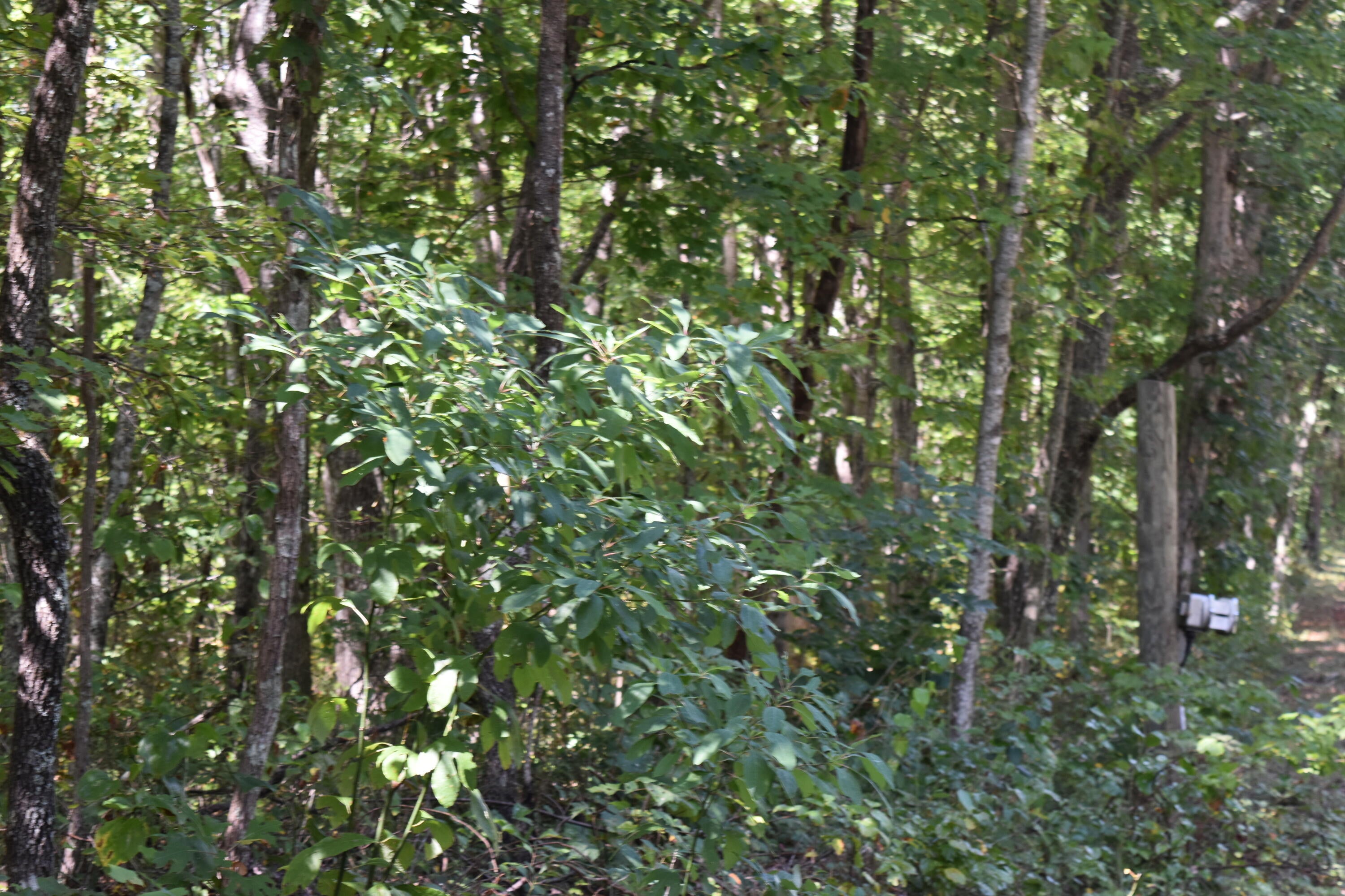 0 Lower Firetower Road