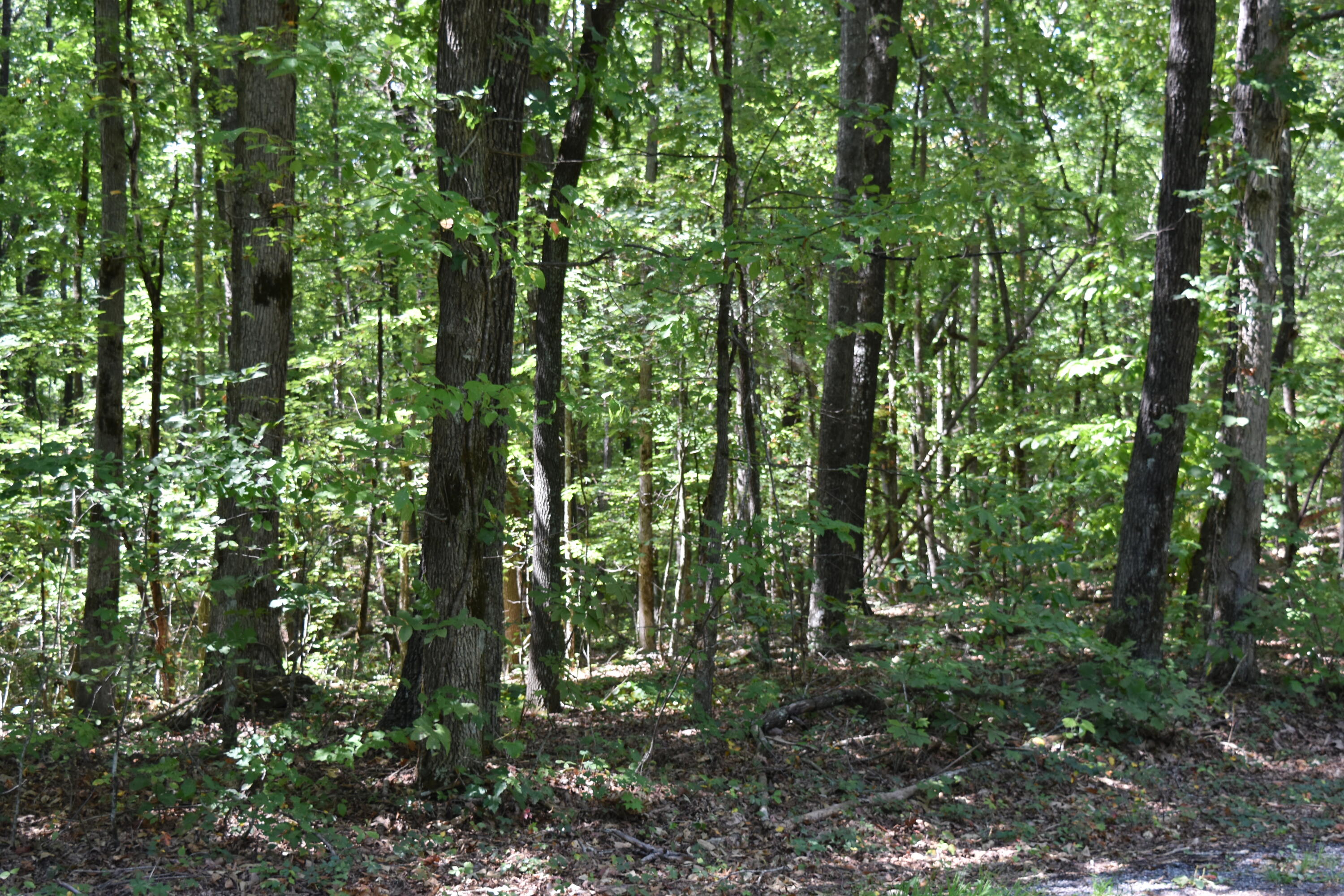 0 Lower Firetower Road