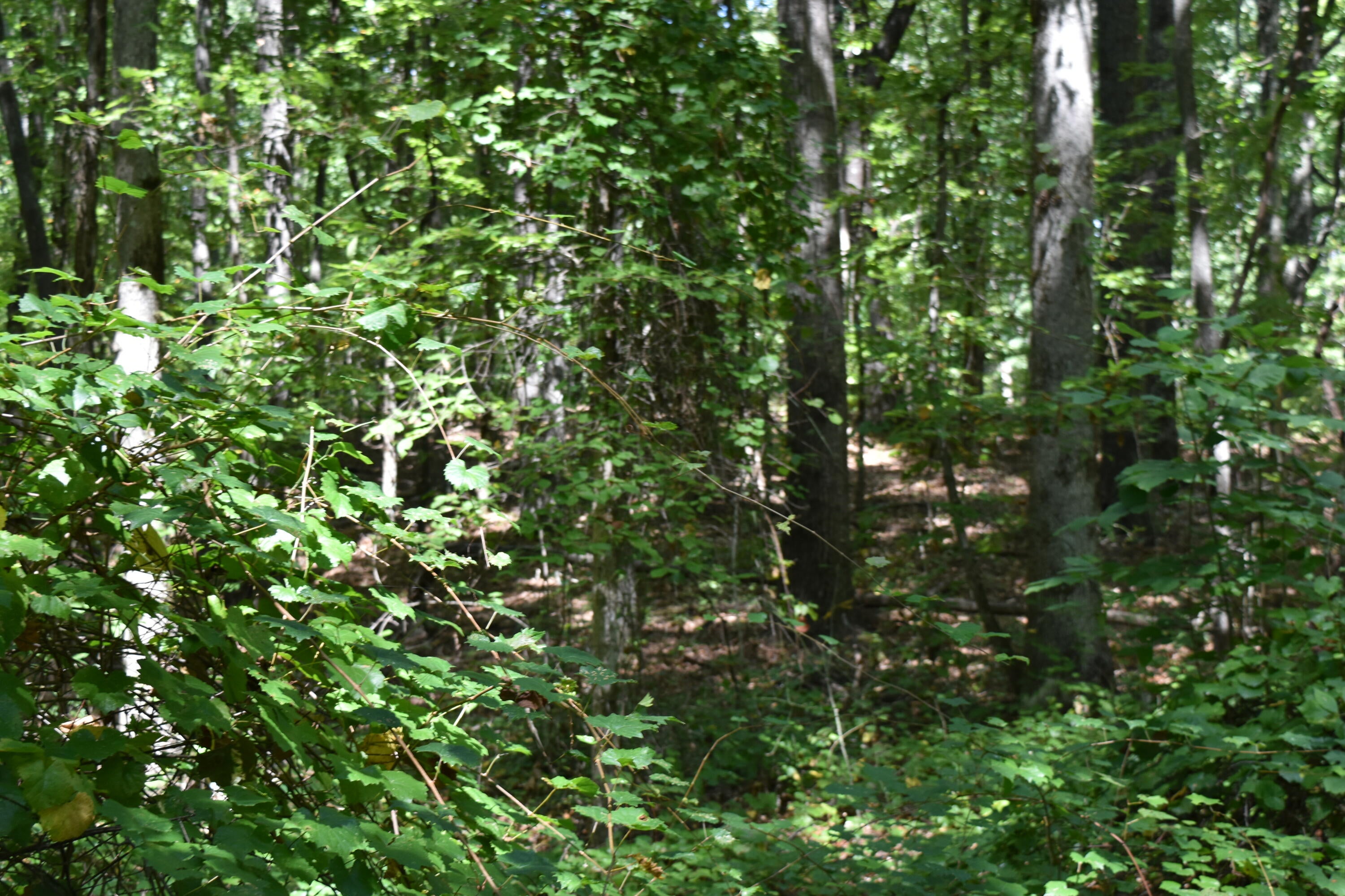0 Lower Firetower Road
