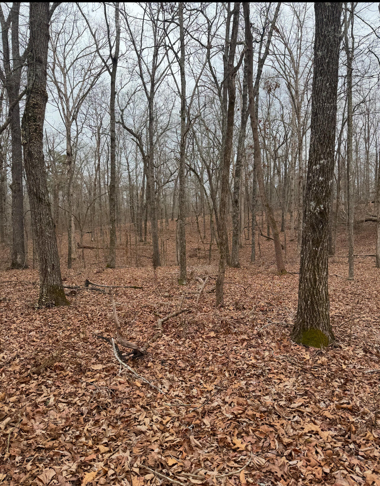 9.07 Acres Shahan Lane, Birchwood, Tennessee image 10