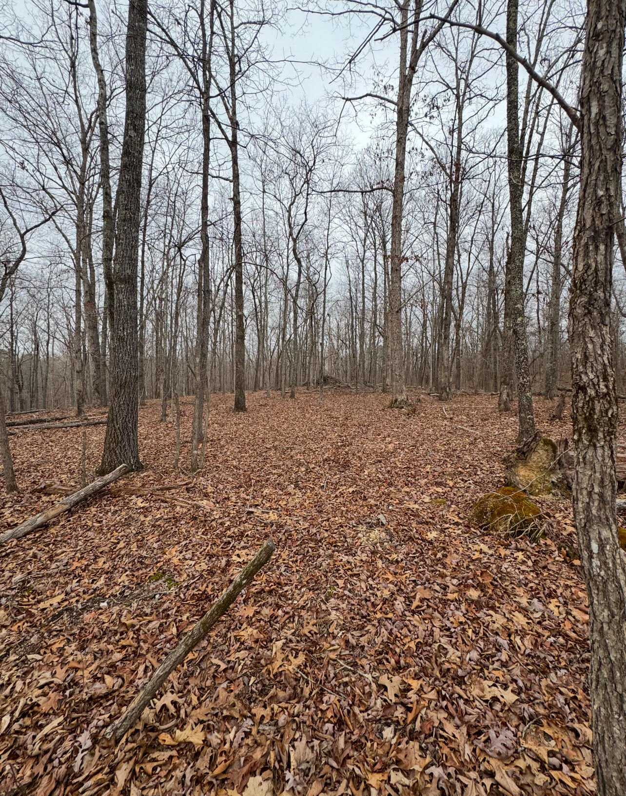 9.07 Acres Shahan Lane, Birchwood, Tennessee image 12