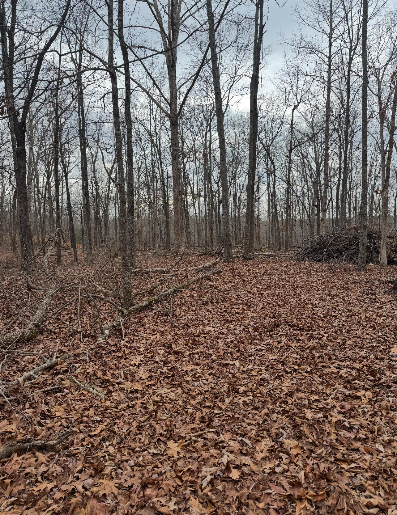 9.07 Acres Shahan Lane, Birchwood, Tennessee image 11