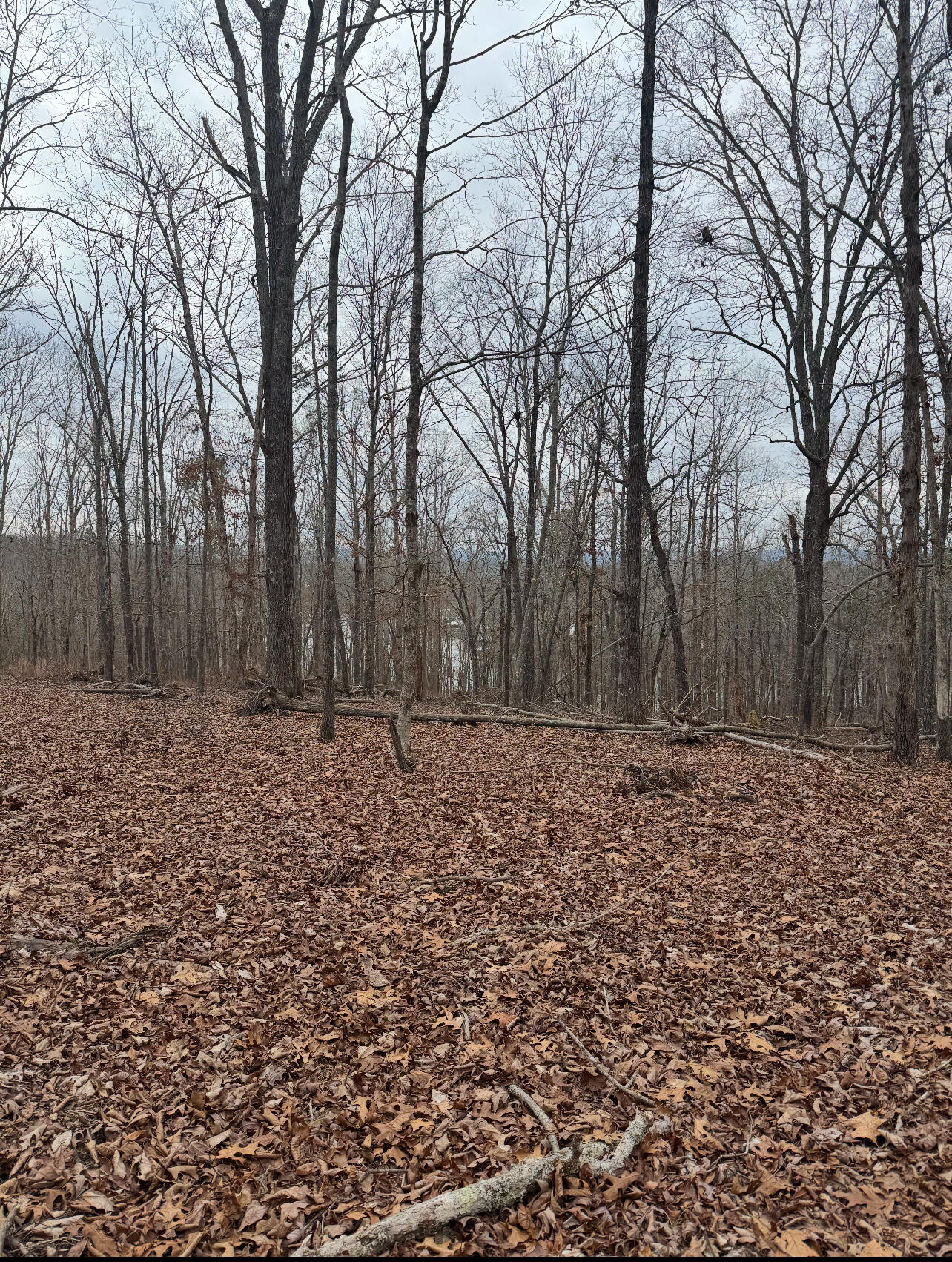 9.07 Acres Shahan Lane, Birchwood, Tennessee image 9