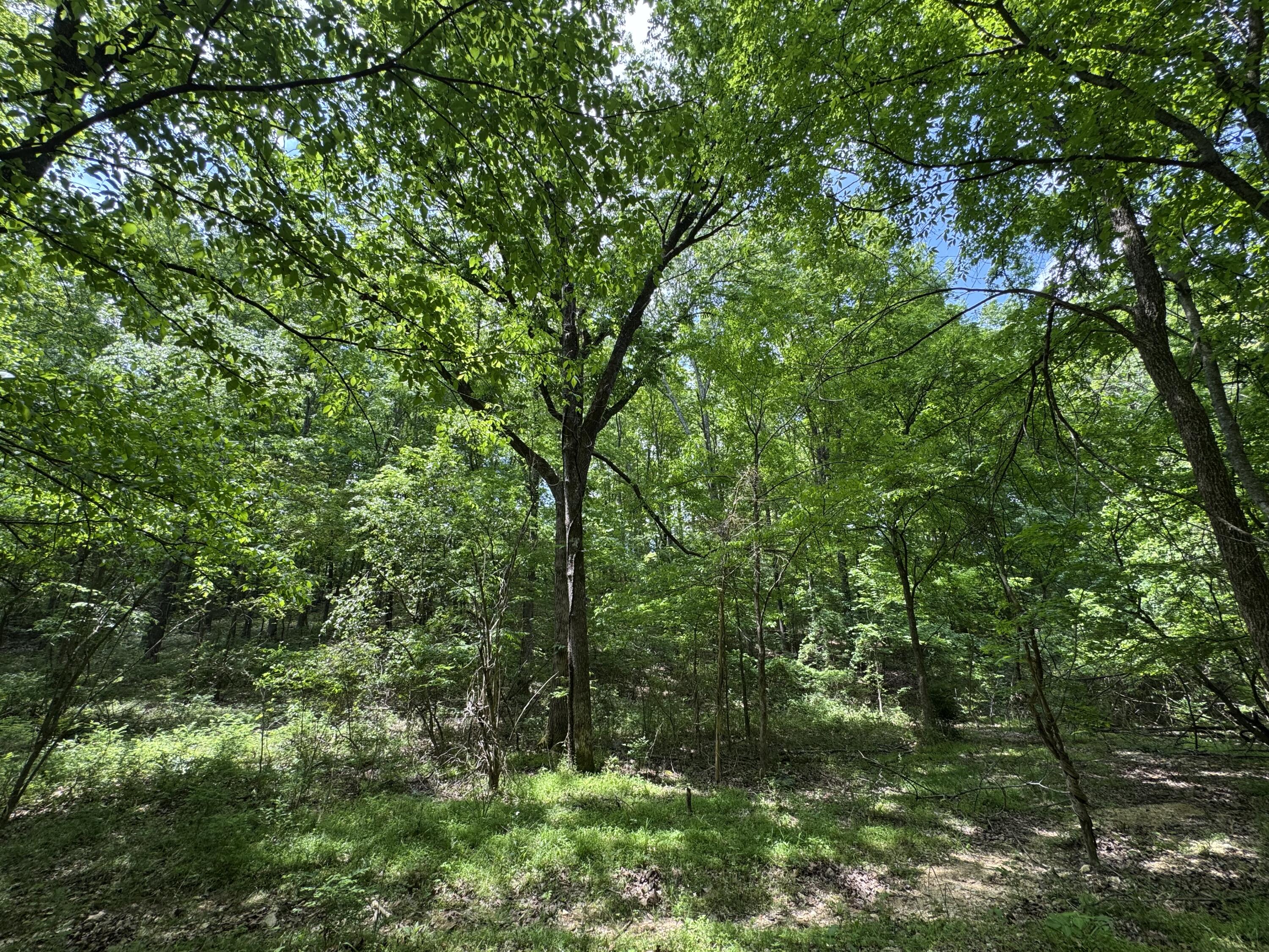 160 Scenic Circle, Ringgold, Georgia image 7