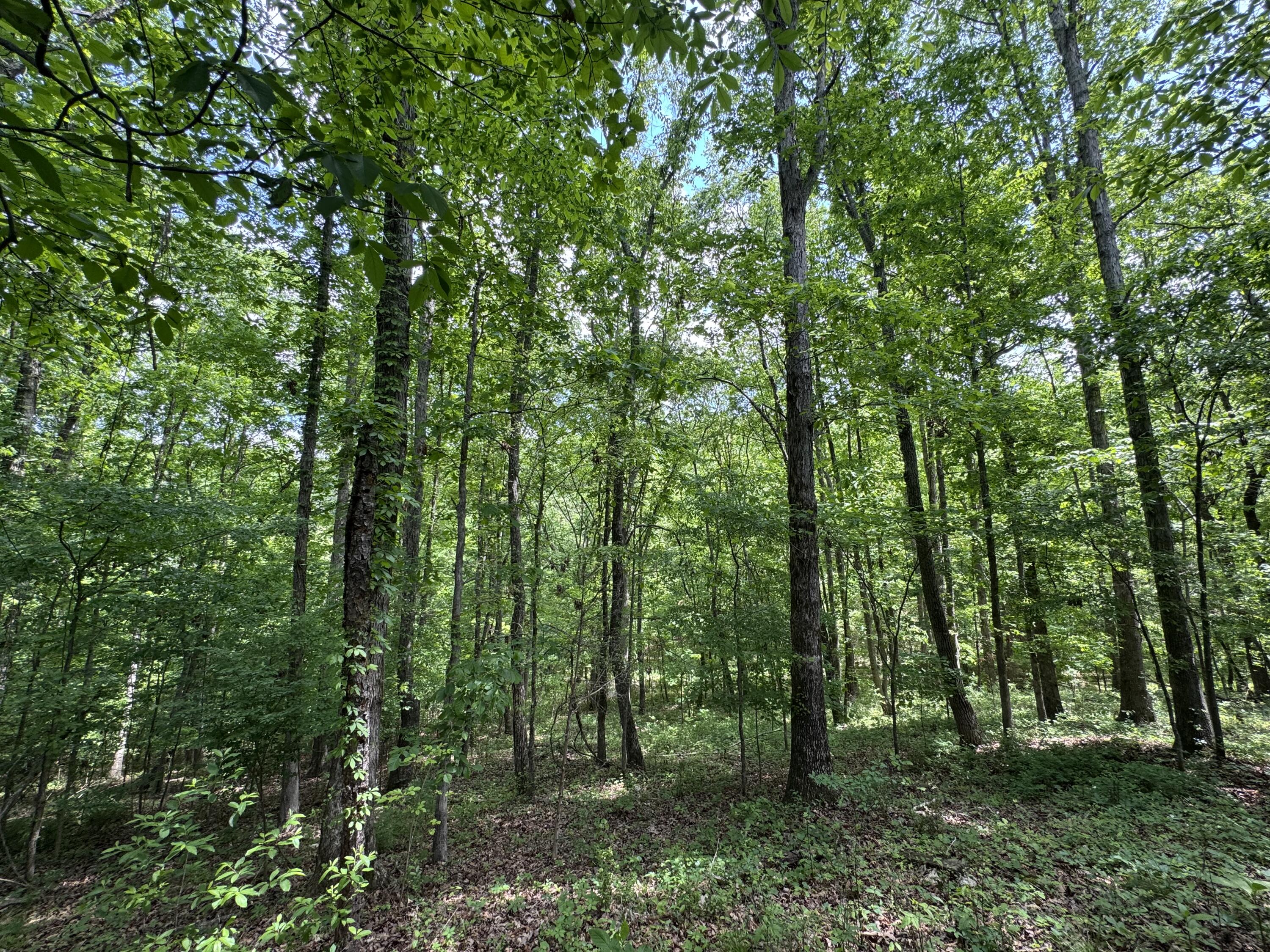 160 Scenic Circle, Ringgold, Georgia image 1