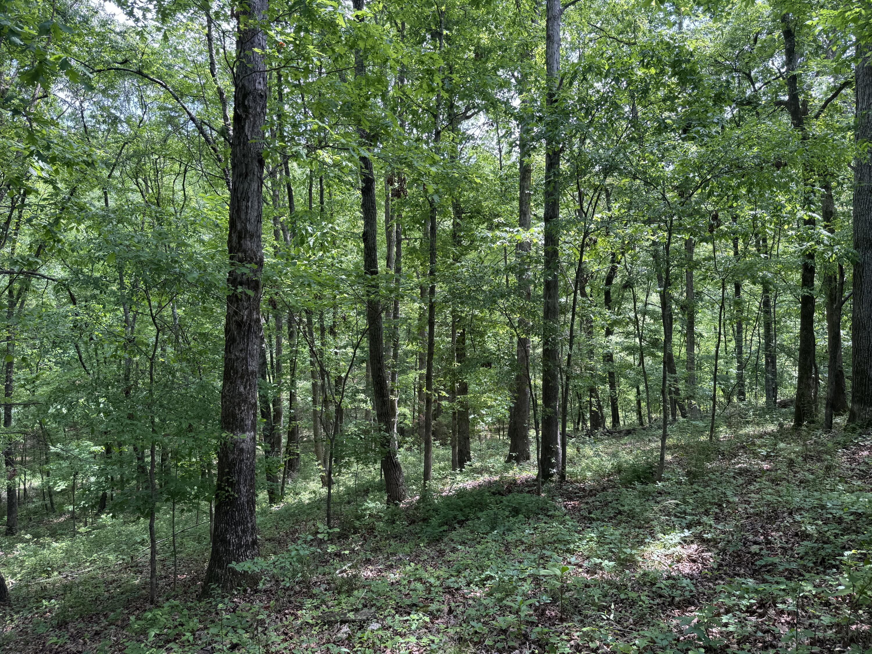 160 Scenic Circle, Ringgold, Georgia image 8