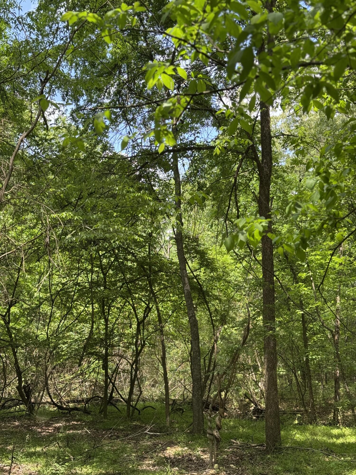 160 Scenic Circle, Ringgold, Georgia image 4