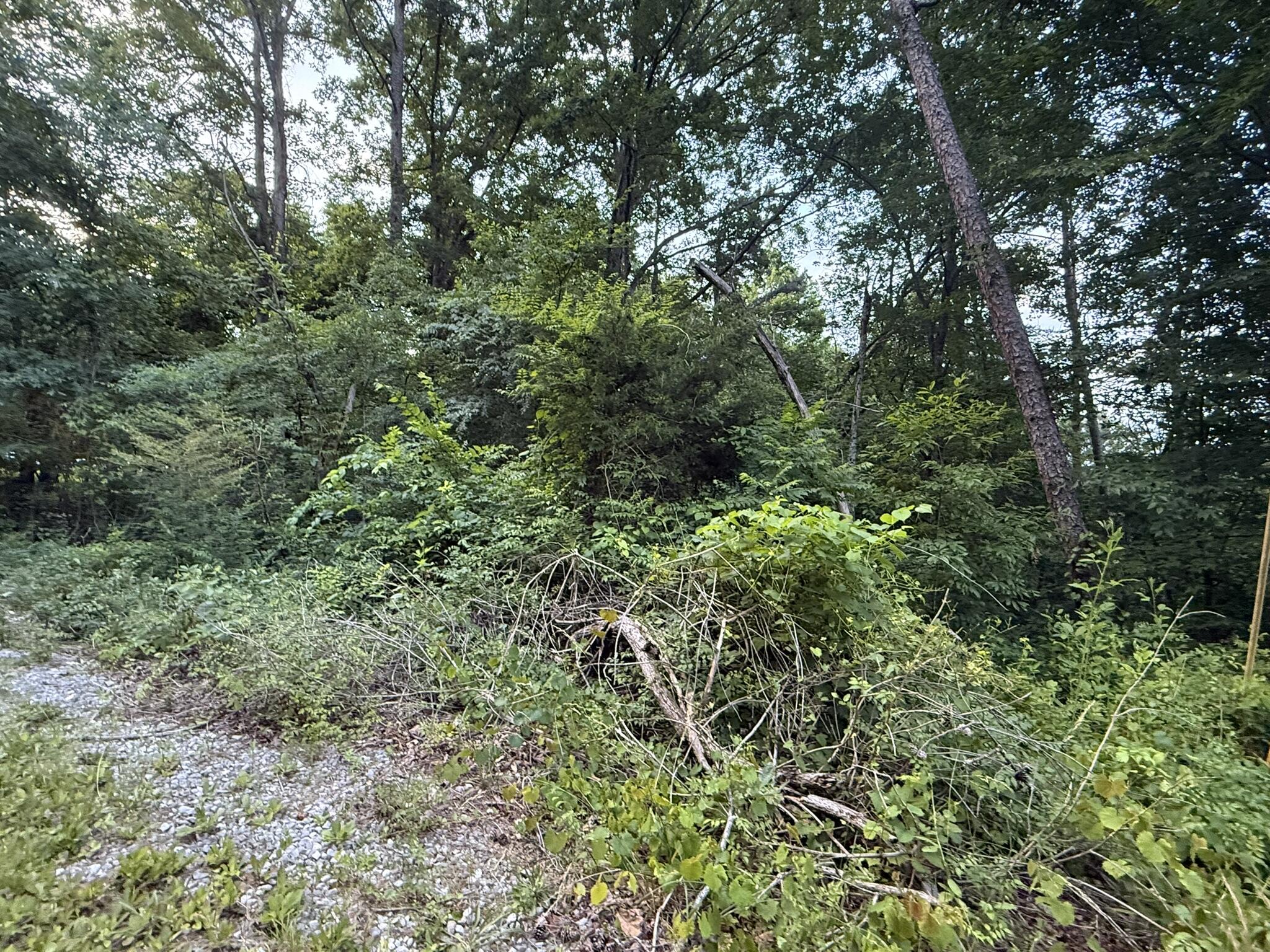 Morrison Lane, Ringgold, Georgia image 2