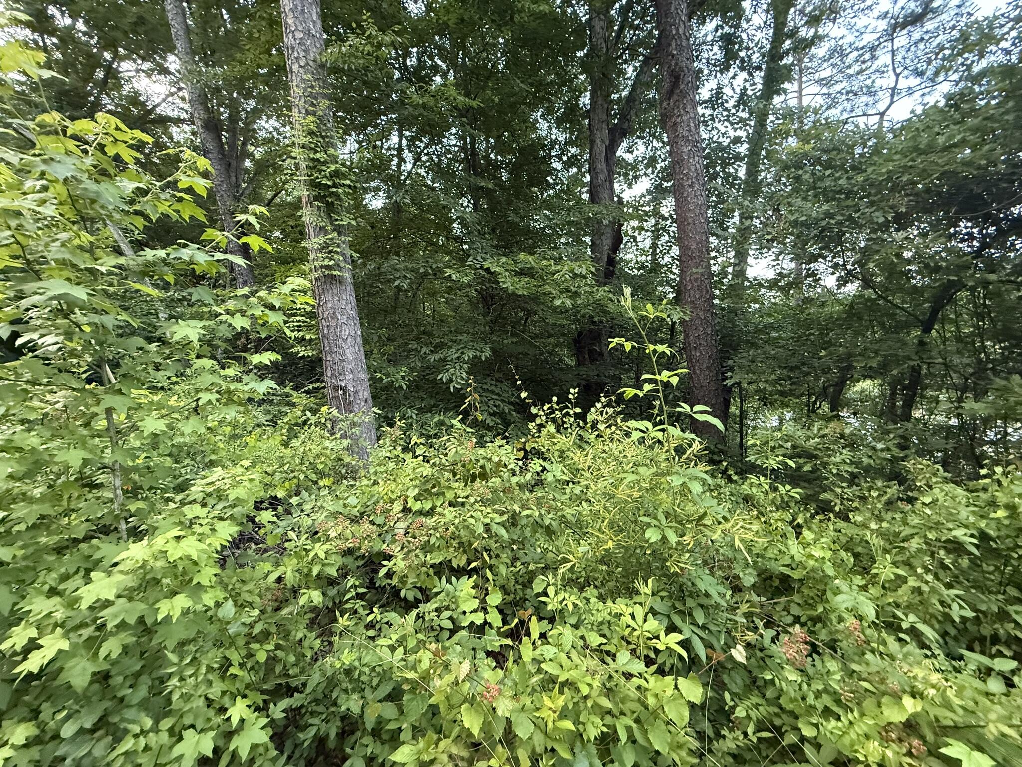 Morrison Lane, Ringgold, Georgia image 3