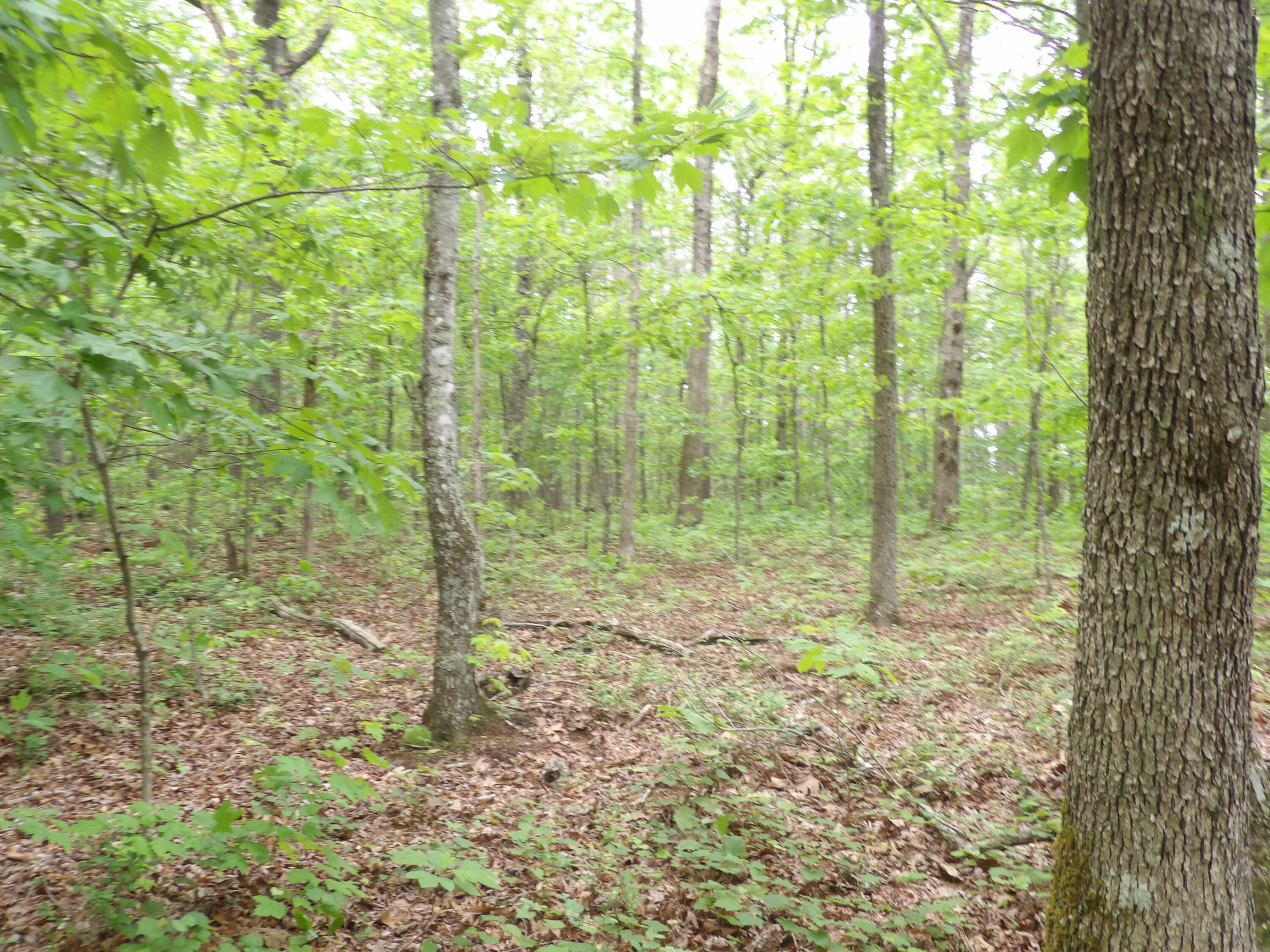 000 Overview Road, Crossville, Tennessee image 37