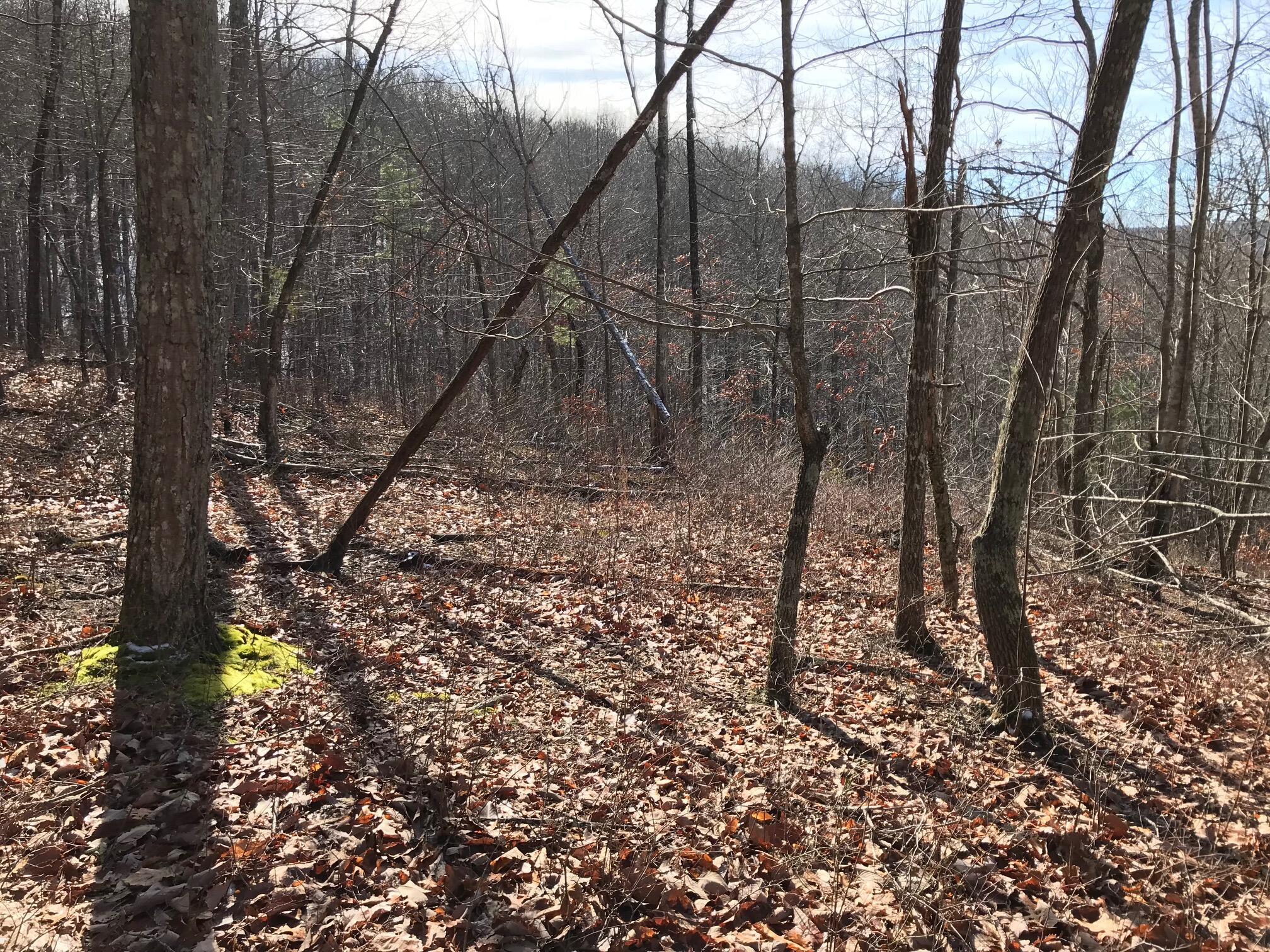 Chestnut Oak Drive #309, Dunlap, Tennessee image 8