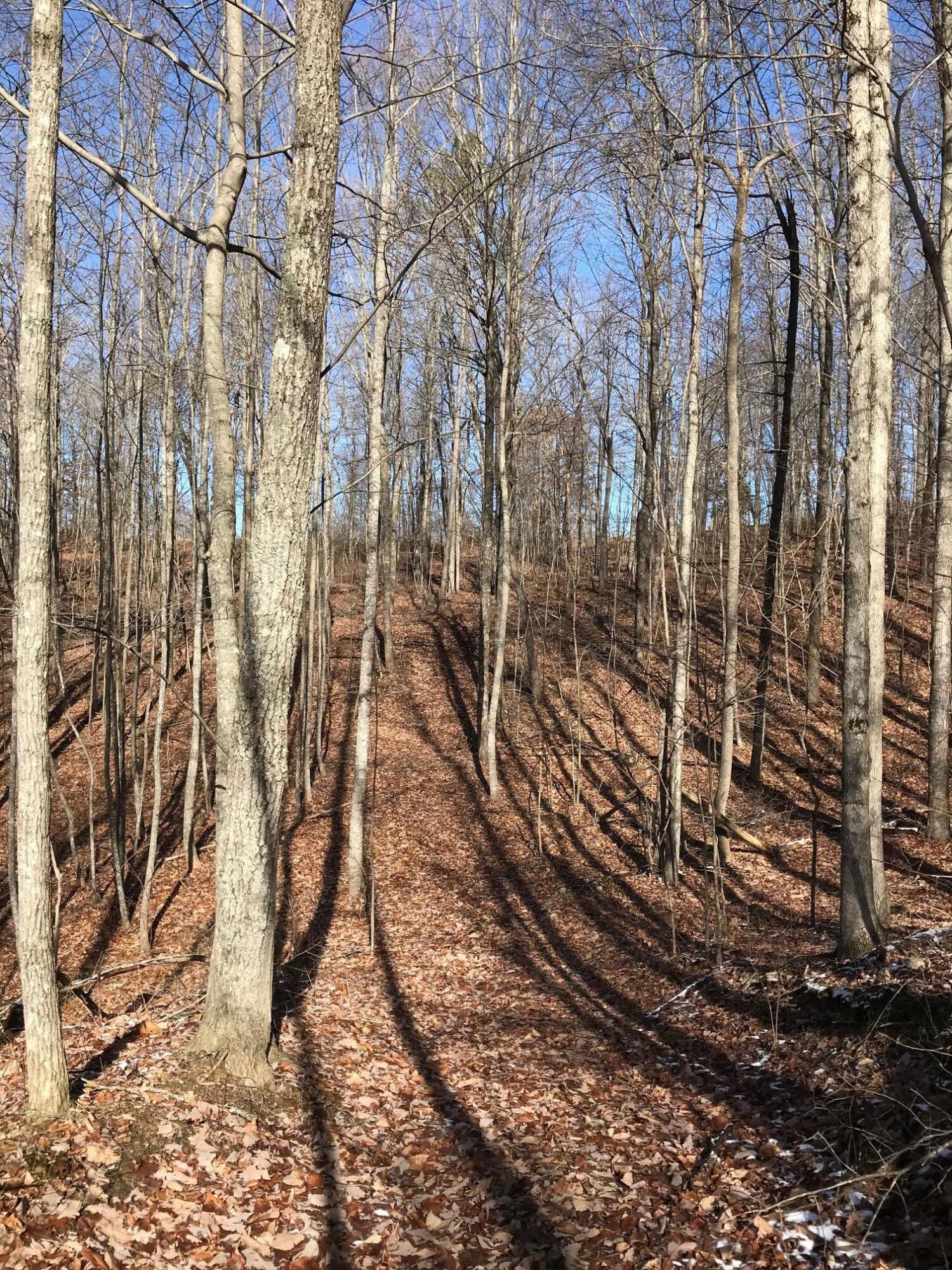 Chestnut Oak Drive #309, Dunlap, Tennessee image 11
